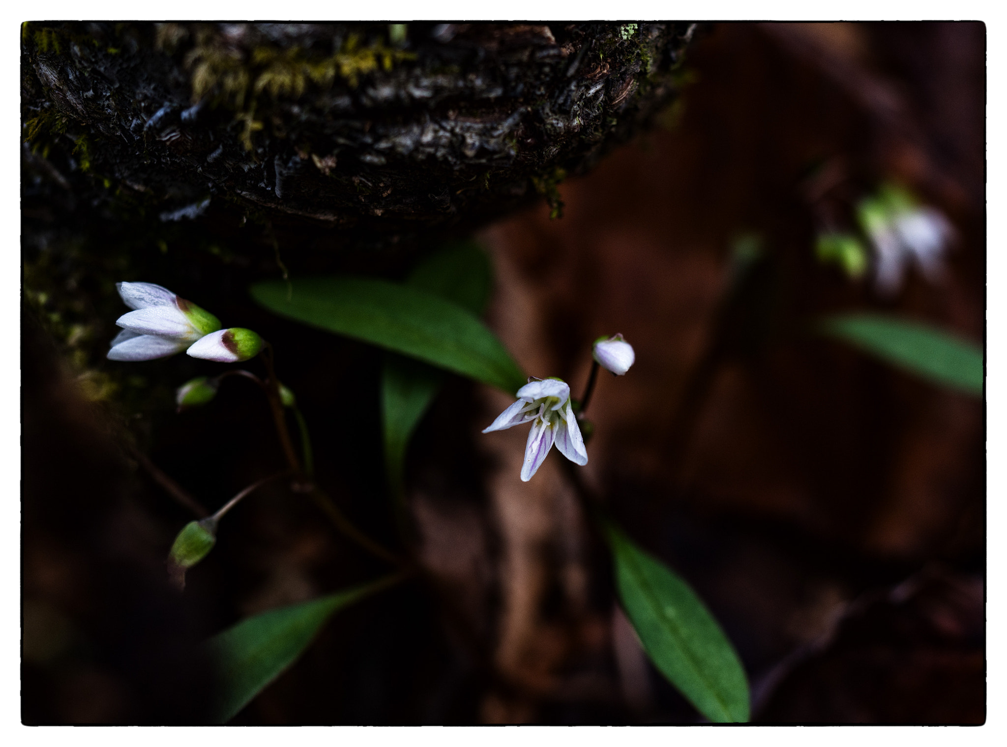 Olympus M.Zuiko Digital ED 60mm F2.8 Macro sample photo. High country spring photography