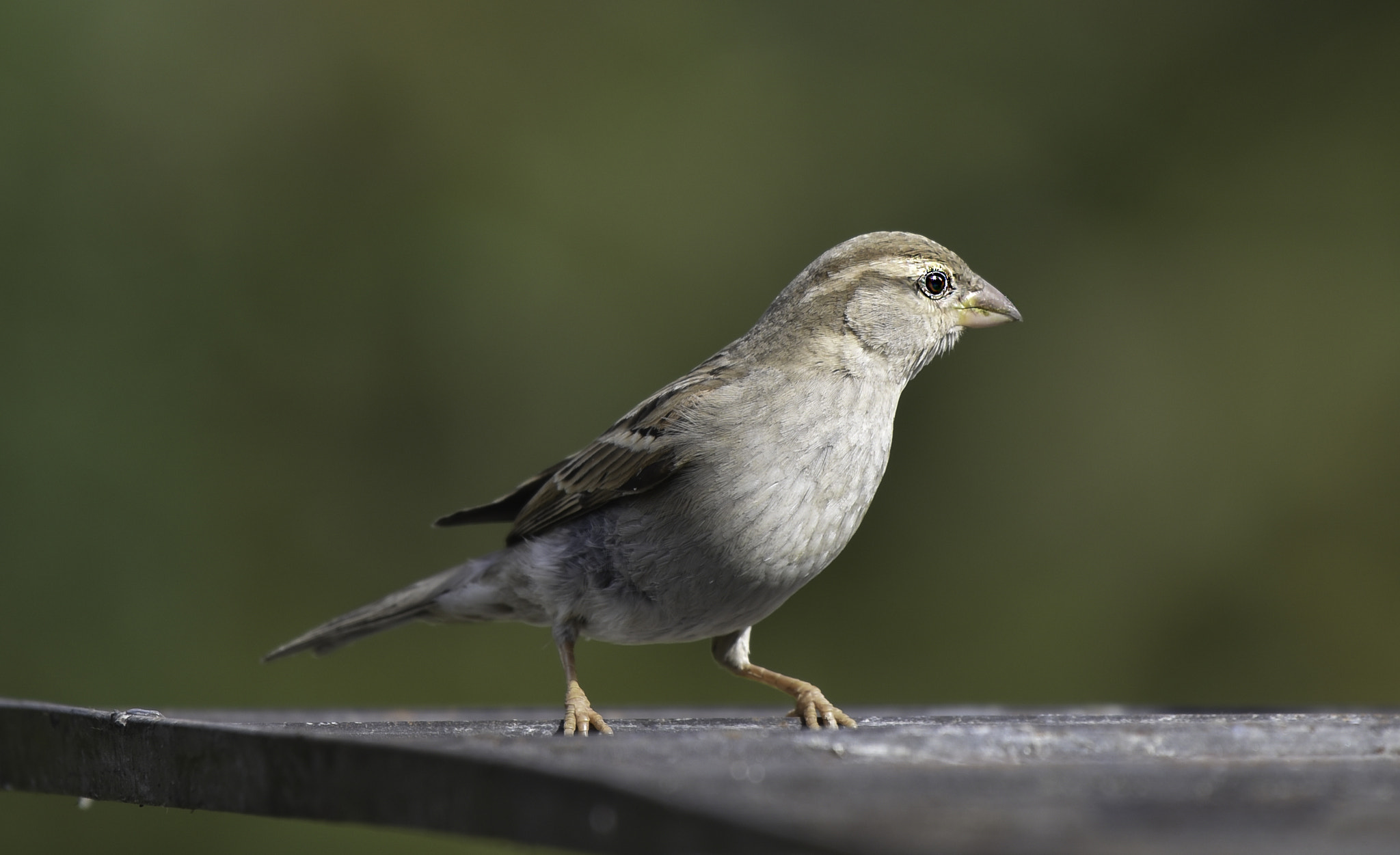 Nikon AF-S Nikkor 200-500mm F5.6E ED VR sample photo. Sparrow photography