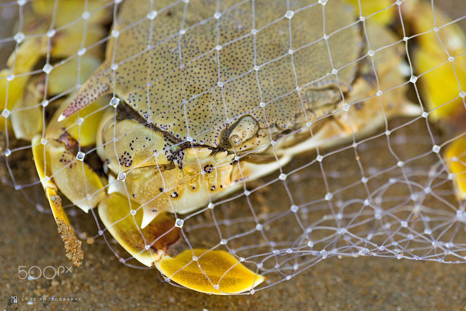 Nikon D500 sample photo. Spotted moon crab (ashtoret lunaris) photography