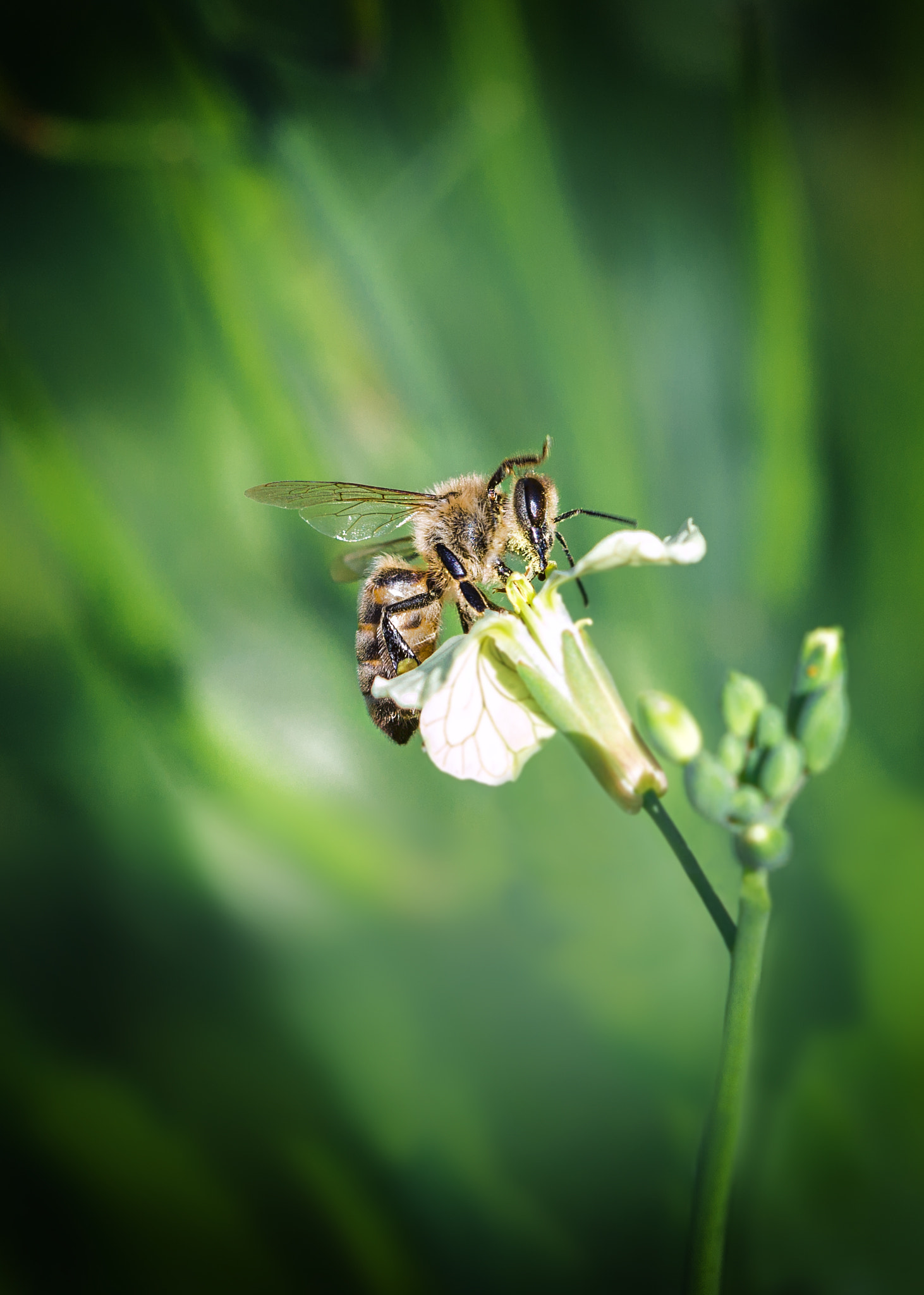 Canon EF 100mm F2.8 Macro USM sample photo. Bee cool photography
