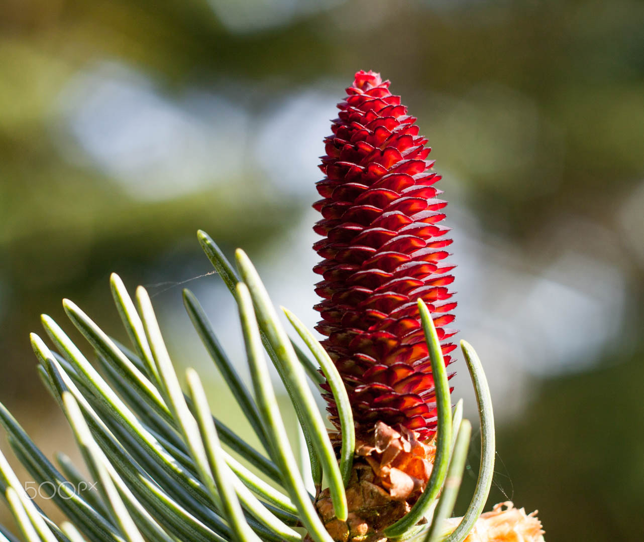 Canon EOS 500D (EOS Rebel T1i / EOS Kiss X3) + Canon EF 50mm F1.8 II sample photo. Young conifer cone photography