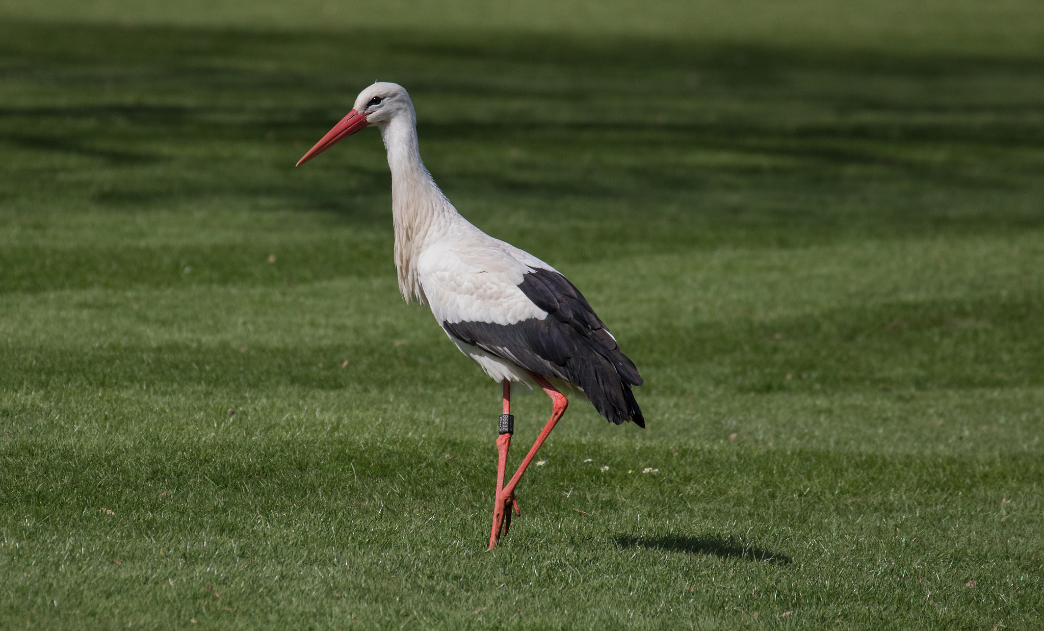 Canon EF 70-300mm F4-5.6L IS USM sample photo. Storch photography