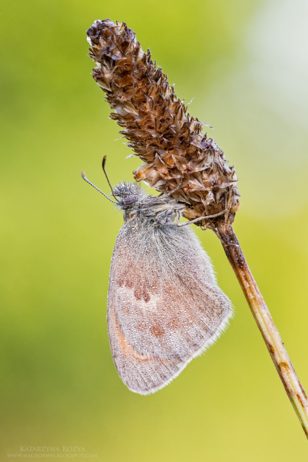 Sigma APO Macro 150mm f/2.8 EX DG HSM sample photo. The small heath photography