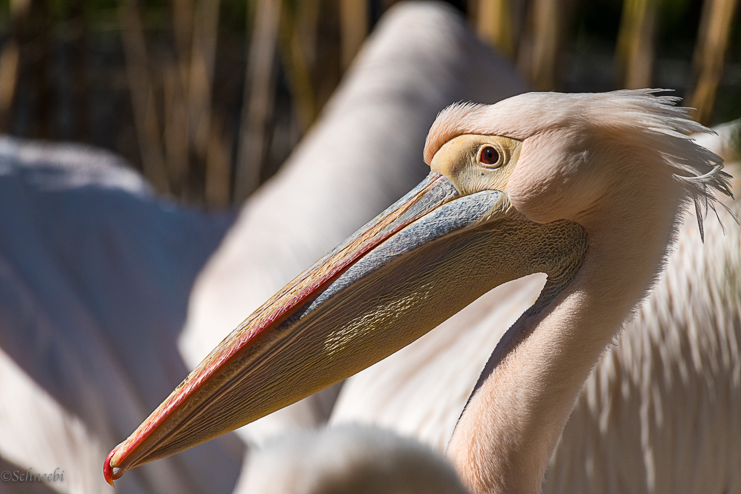 Nikon AF-S Nikkor 200-500mm F5.6E ED VR sample photo. Pelikan photography