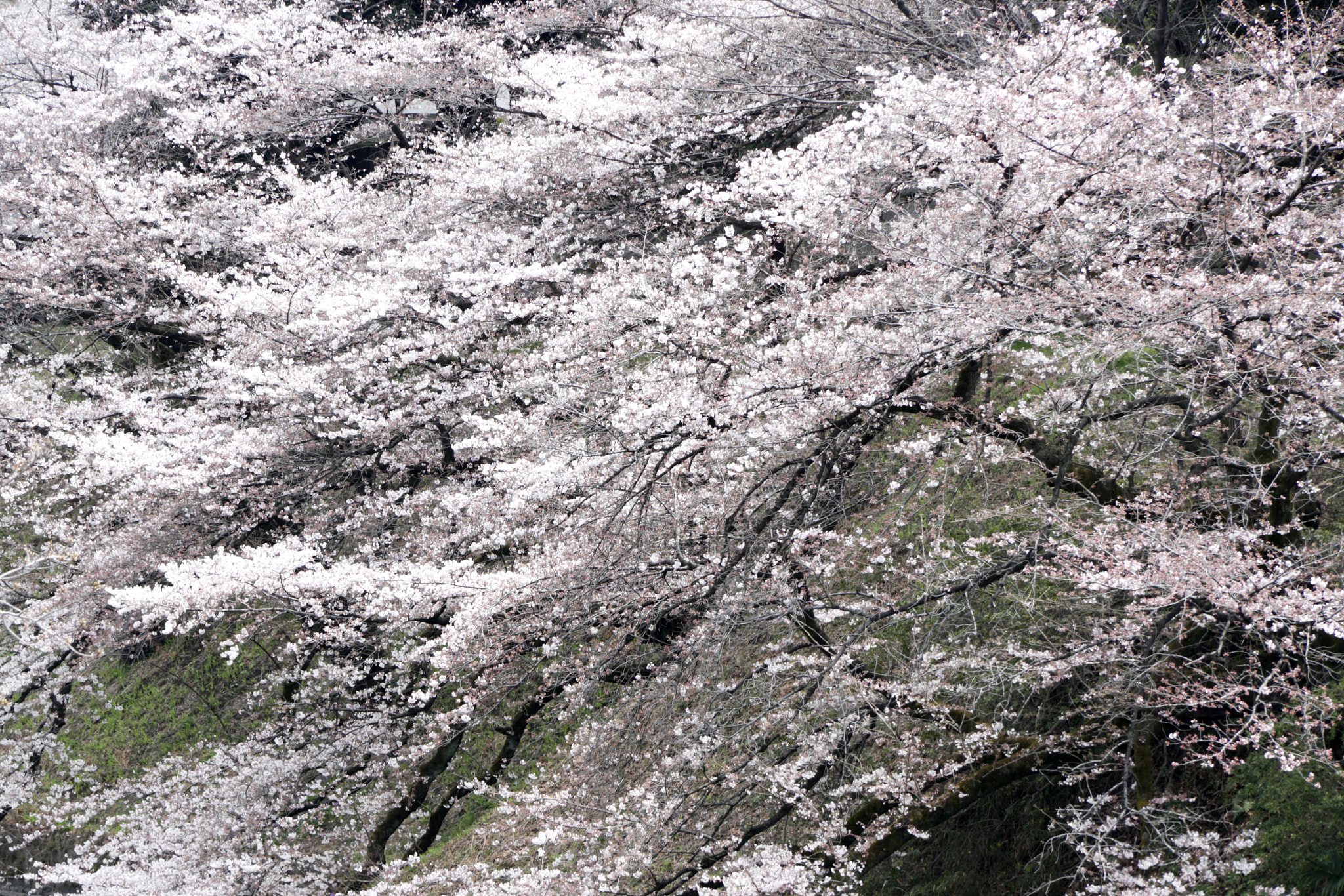 Canon EF-S 17-85mm F4-5.6 IS USM sample photo. Chidorigafuchi photography