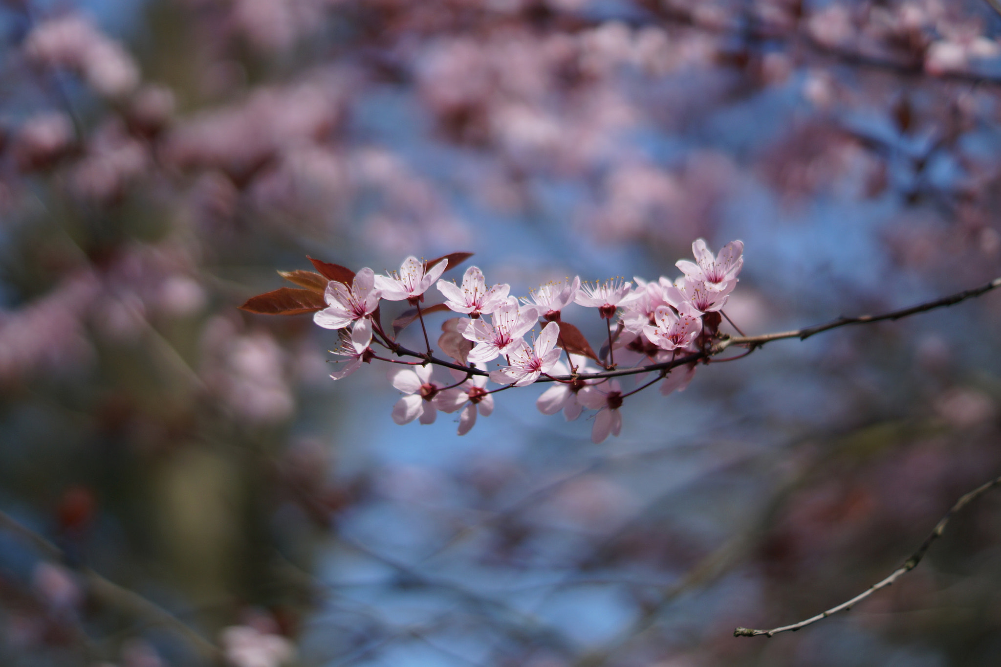 Sony SLT-A58 + Sony DT 50mm F1.8 SAM sample photo. Blooming cherrys photography