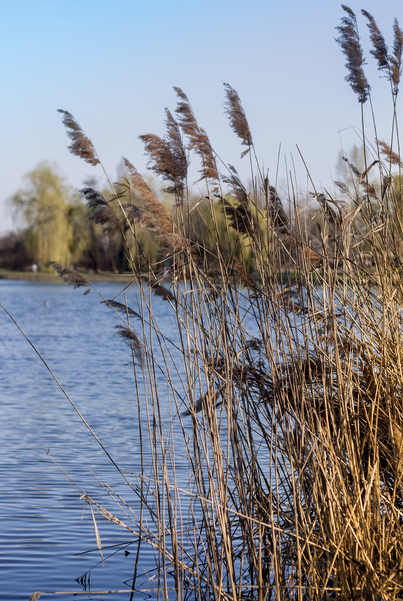 Canon EOS 40D + Canon EF 50mm F1.8 II sample photo. Reeds by the lake photography