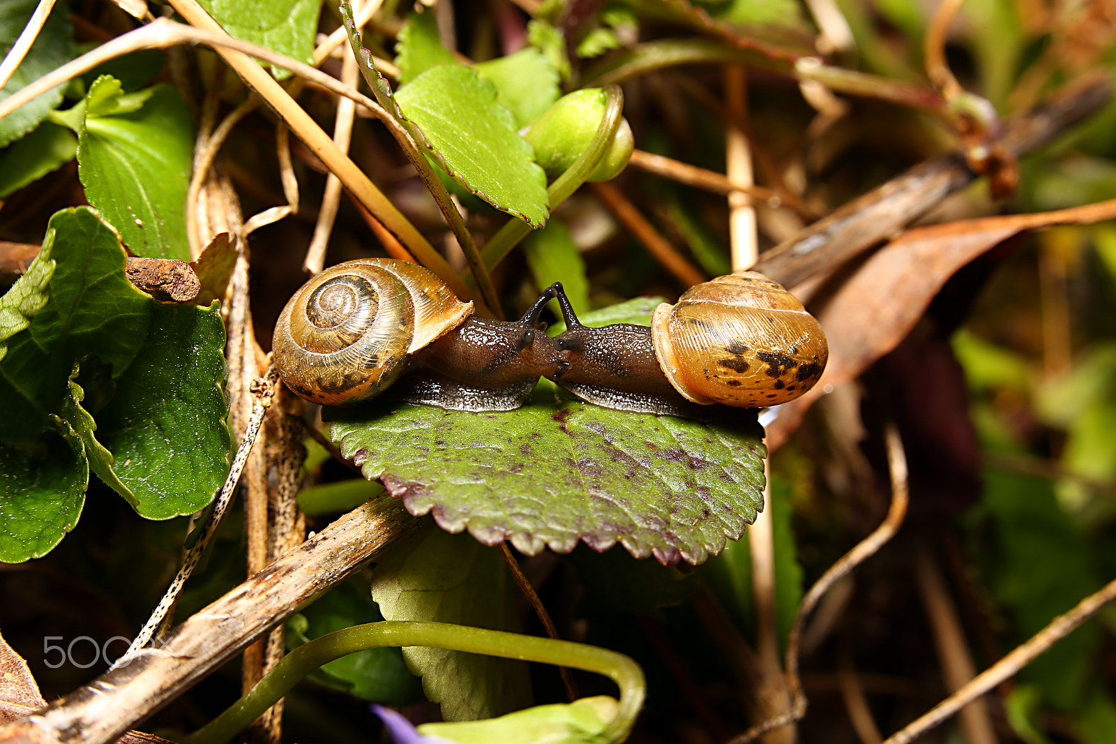 Canon EF-S 60mm F2.8 Macro USM sample photo. Kissing snails photography