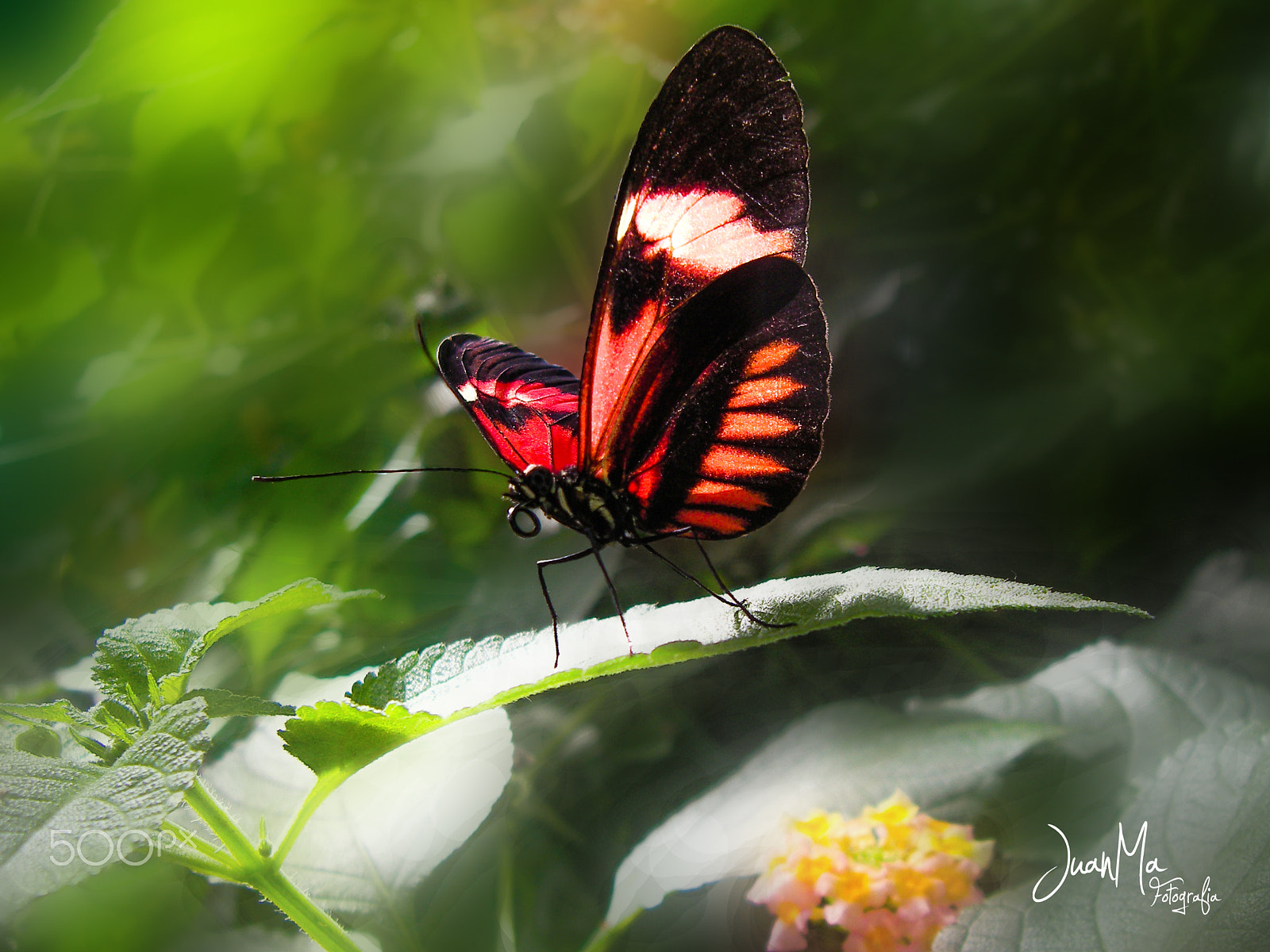 SANYO E60 sample photo. Tximeleta: photography