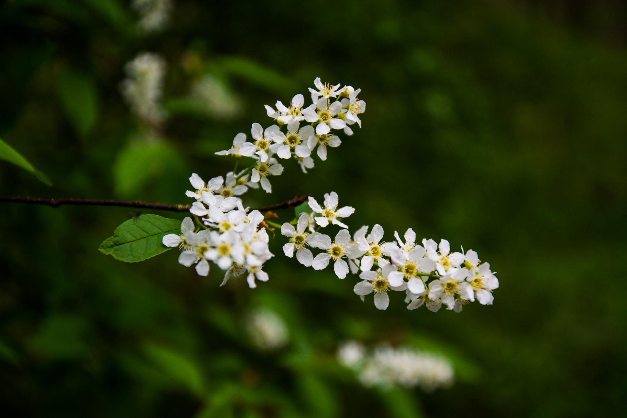 Nikon D7100 sample photo. Spring photography