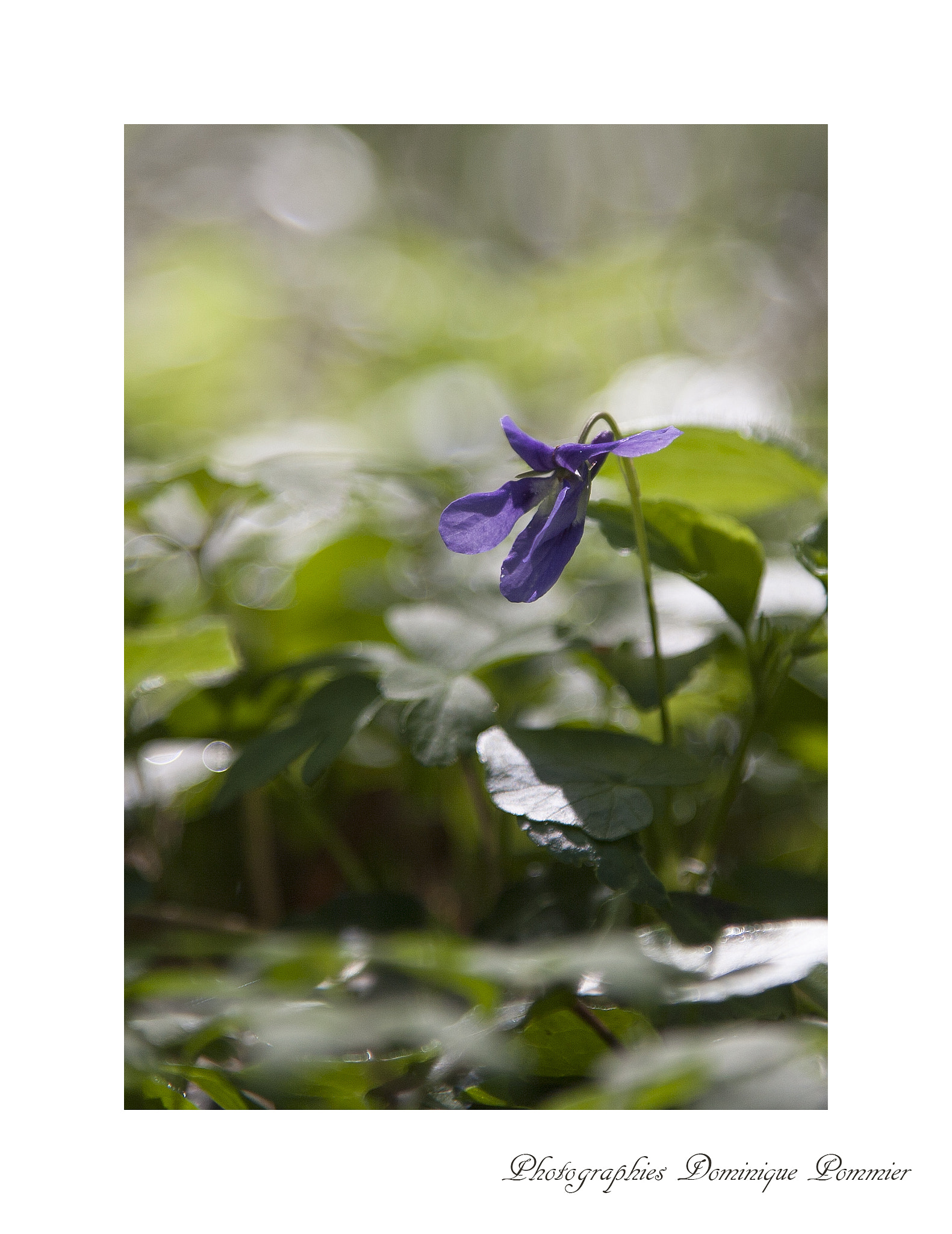 Canon EOS 5D + Canon EF 24-105mm F4L IS USM sample photo. Violette photography