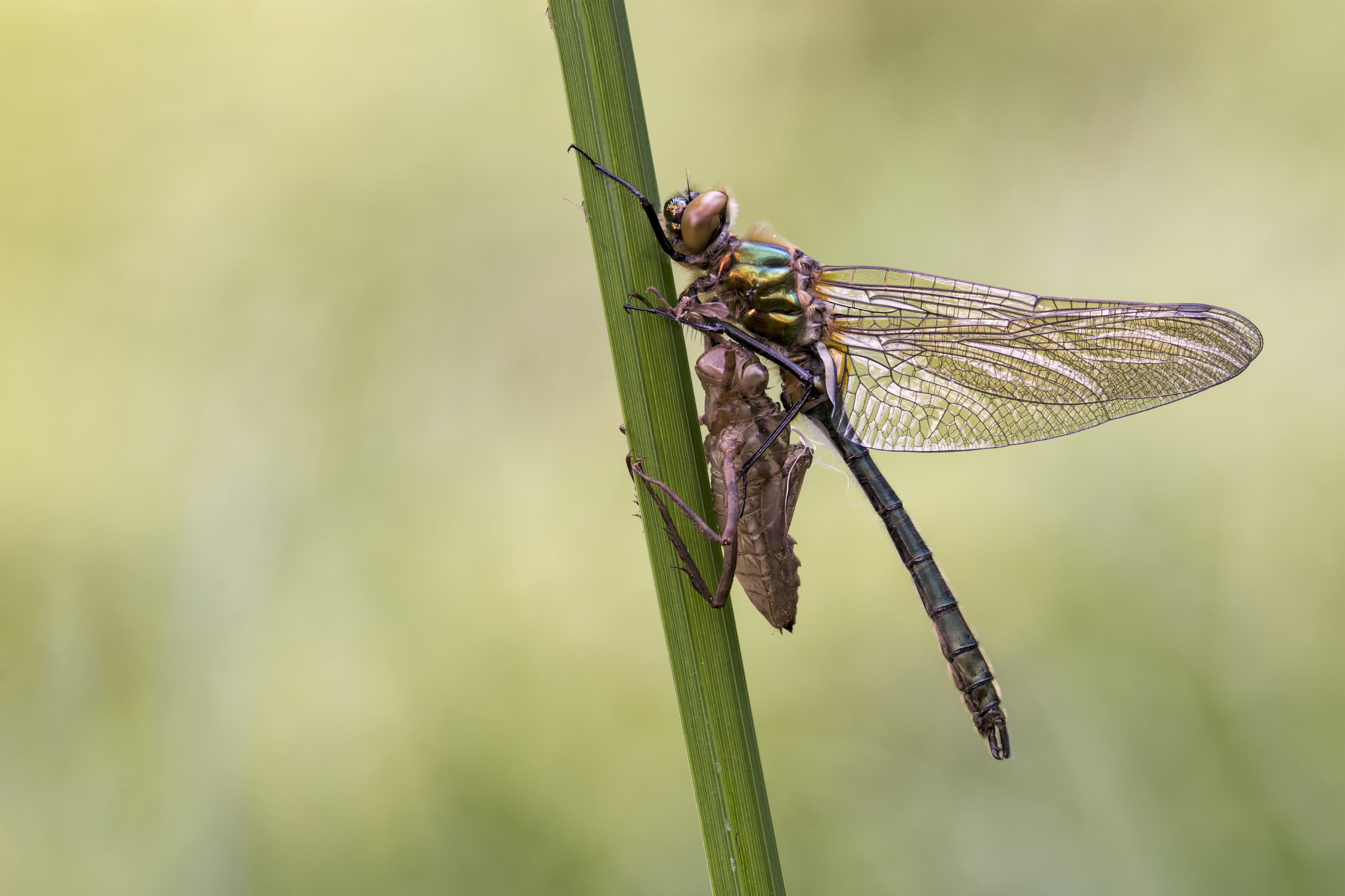 Canon EF 180mm F3.5L Macro USM sample photo. Exuvie mit libelle photography
