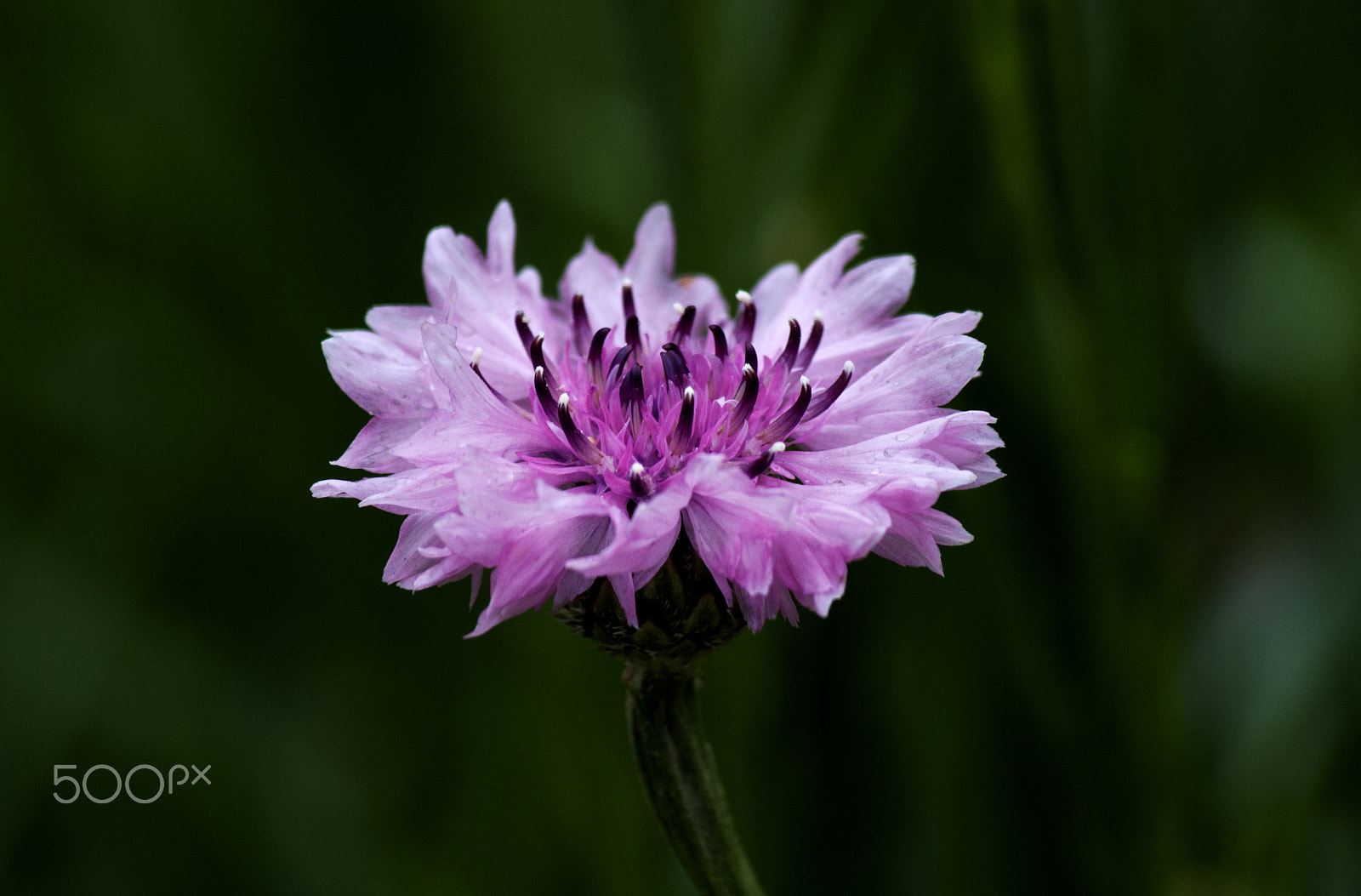 Nikon D90 sample photo. Lilac cornflower … photography