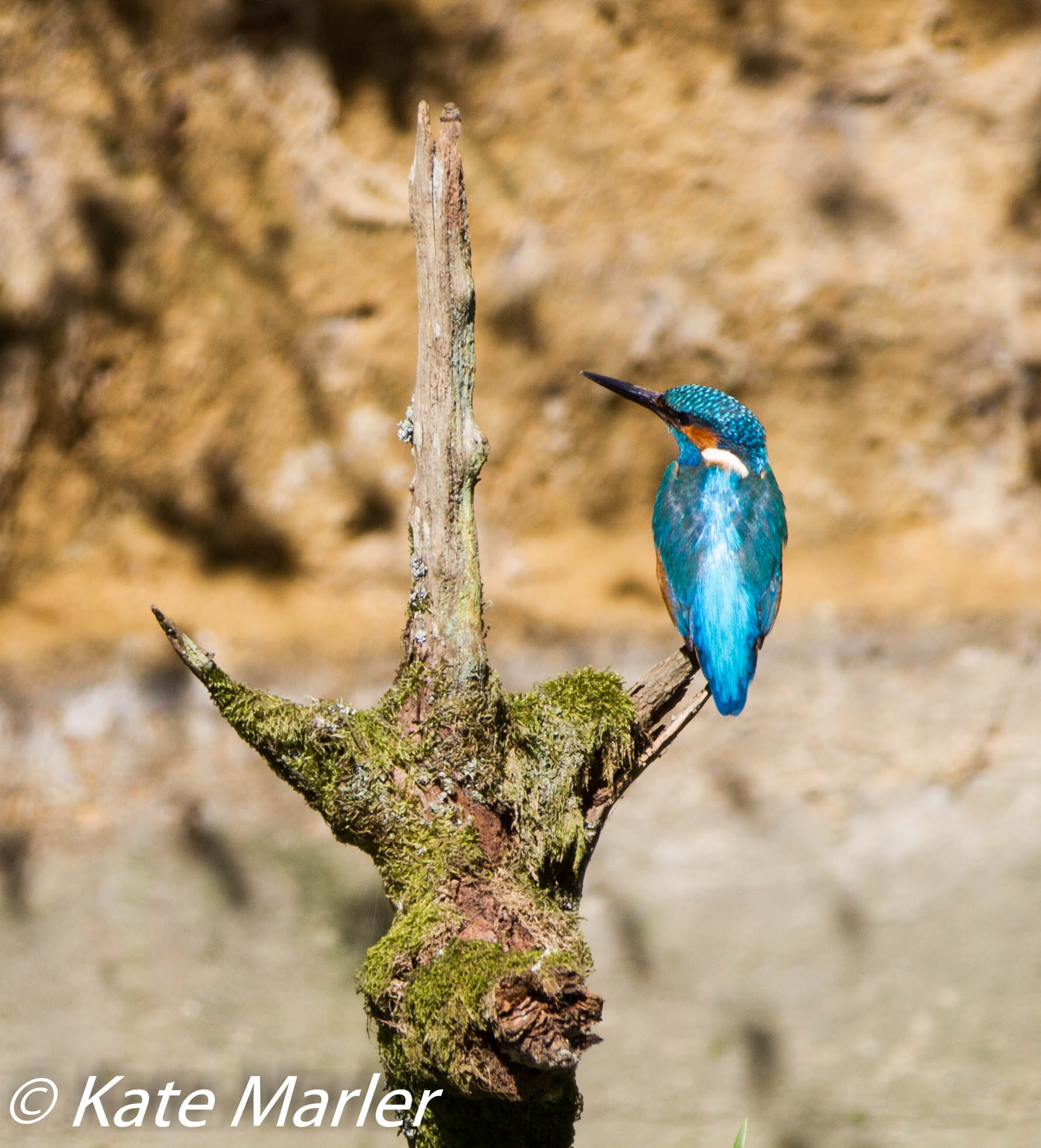 Canon EF 70-200mm F2.8L IS II USM sample photo. Kingfisher april photography