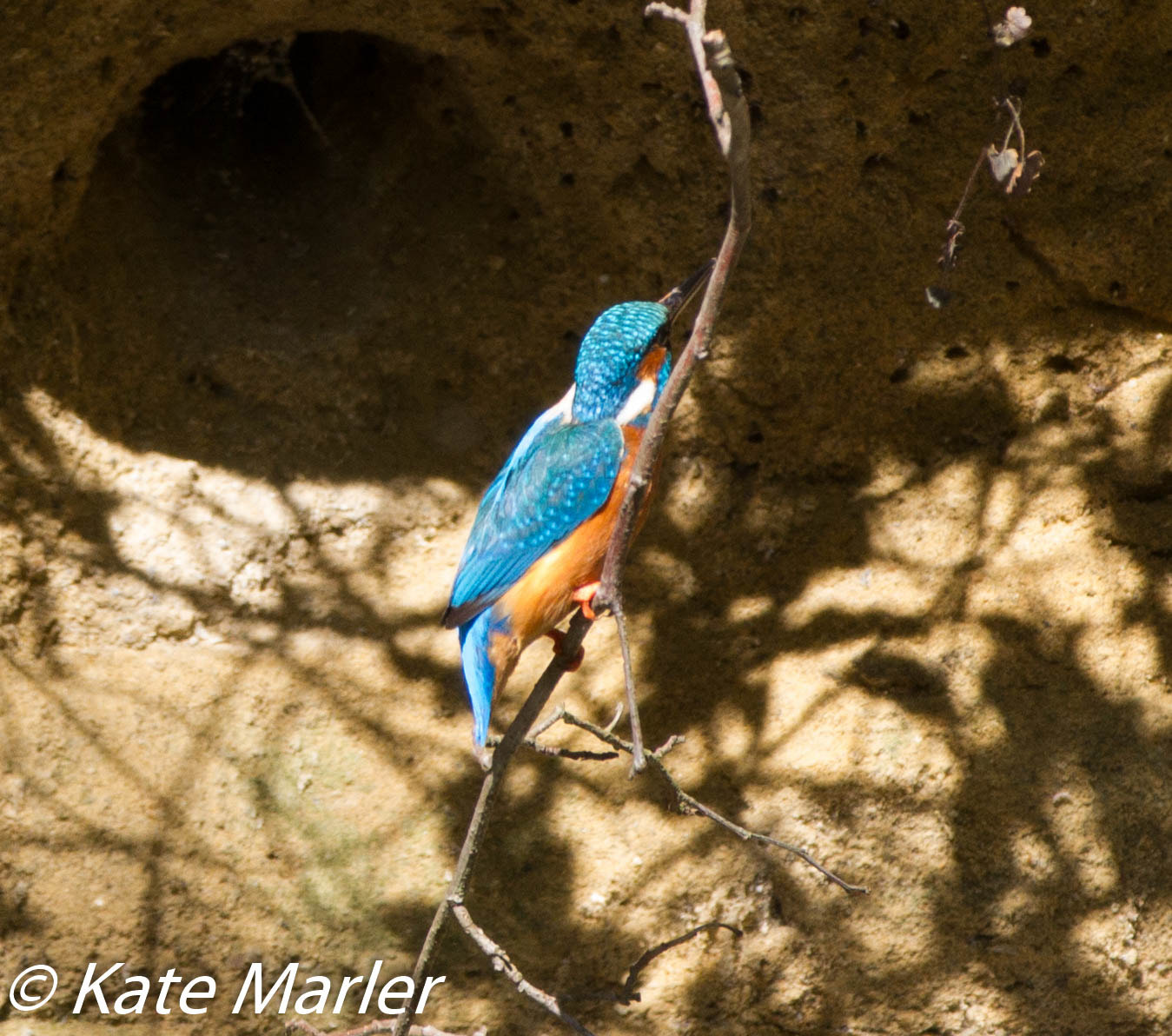 Canon EF 70-200mm F2.8L IS II USM sample photo. Kingfisher april photography