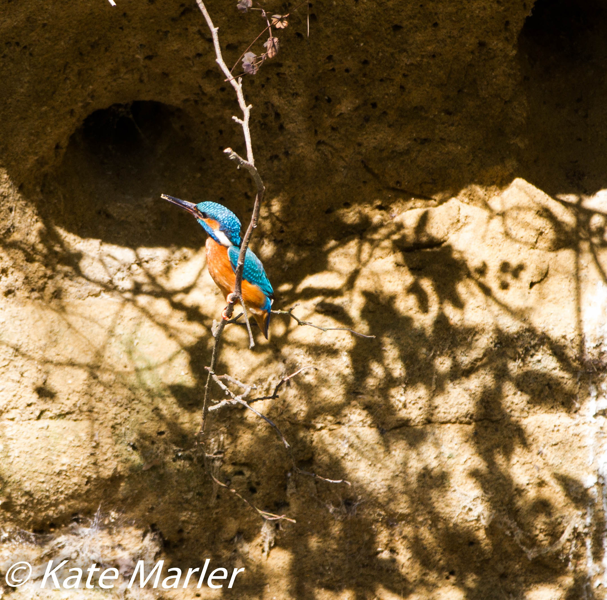 Canon EF 70-200mm F2.8L IS II USM sample photo. Kingfisher april photography