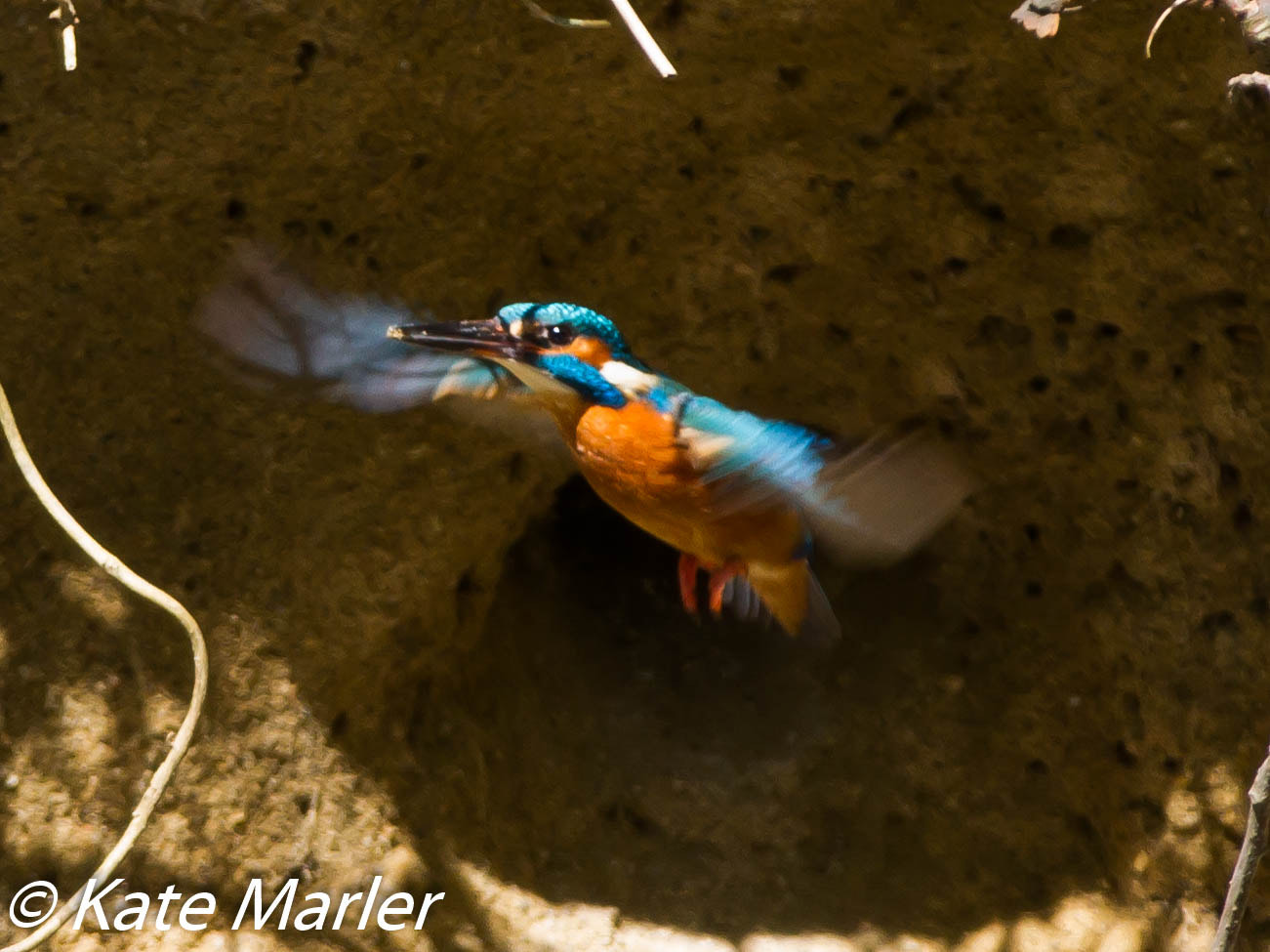 Canon EOS 7D + Canon EF 70-200mm F2.8L IS II USM sample photo. Kingfisher april photography