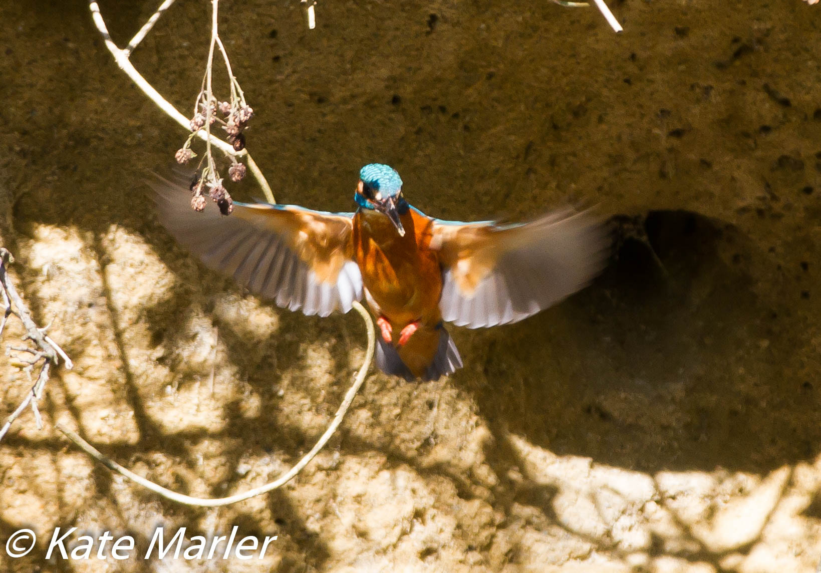 Canon EF 70-200mm F2.8L IS II USM sample photo. Kingfisher april photography