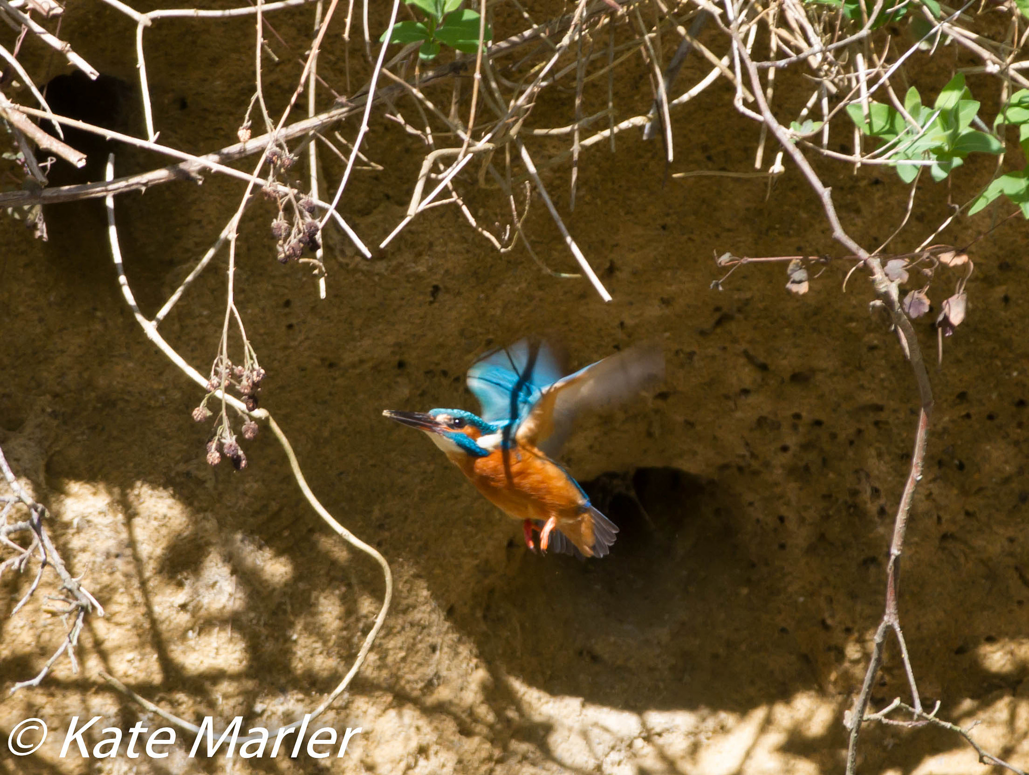 Canon EF 70-200mm F2.8L IS II USM sample photo. Kingfisher april photography