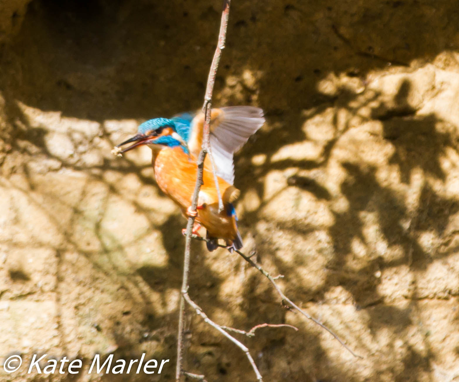 Canon EOS 7D sample photo. Kingfisher april photography