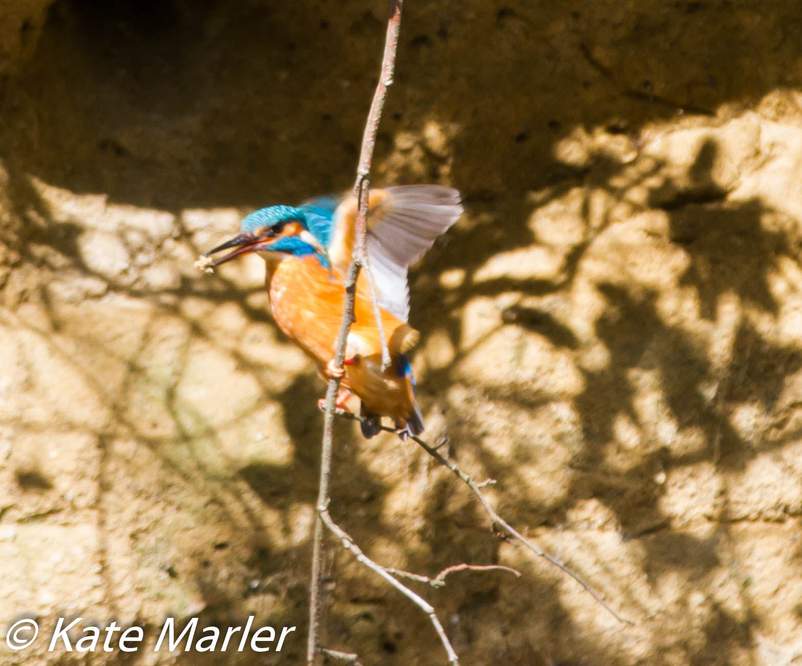 Canon EF 70-200mm F2.8L IS II USM sample photo. Kingfisher april photography