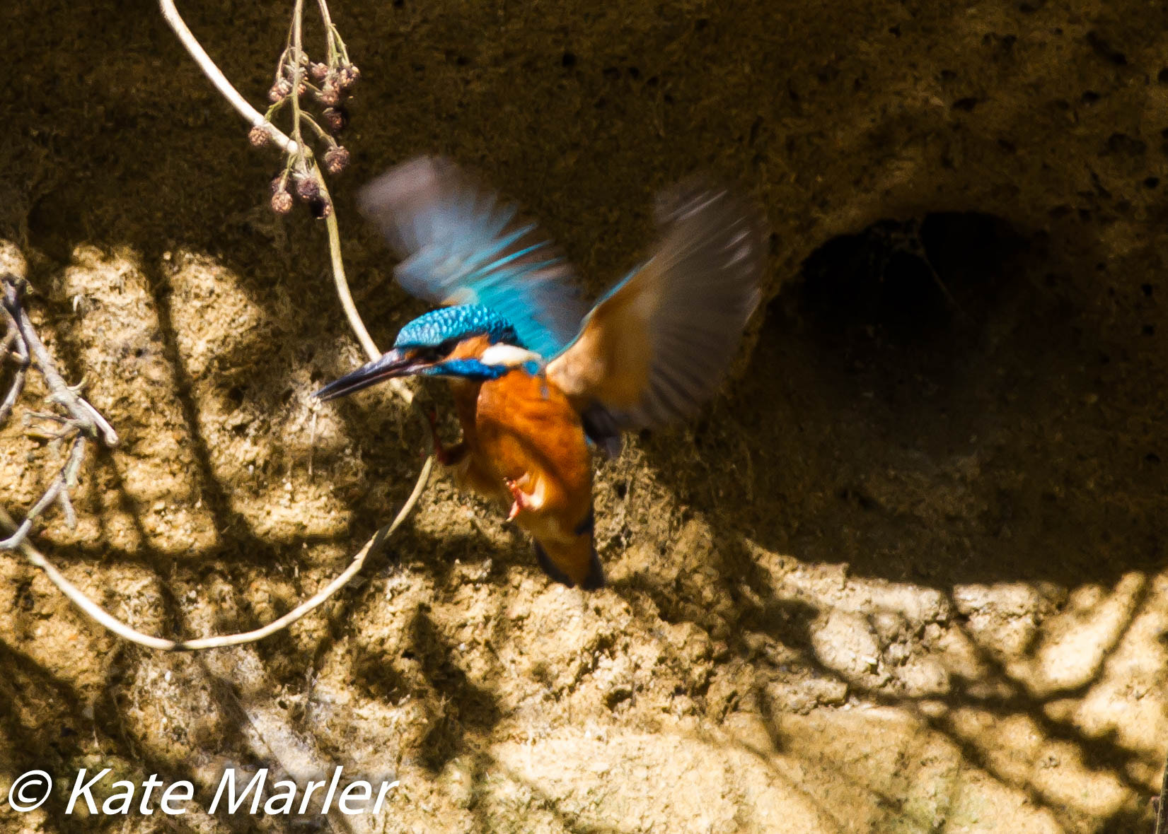 Canon EOS 7D + Canon EF 70-200mm F2.8L IS II USM sample photo. Kingfisher april photography