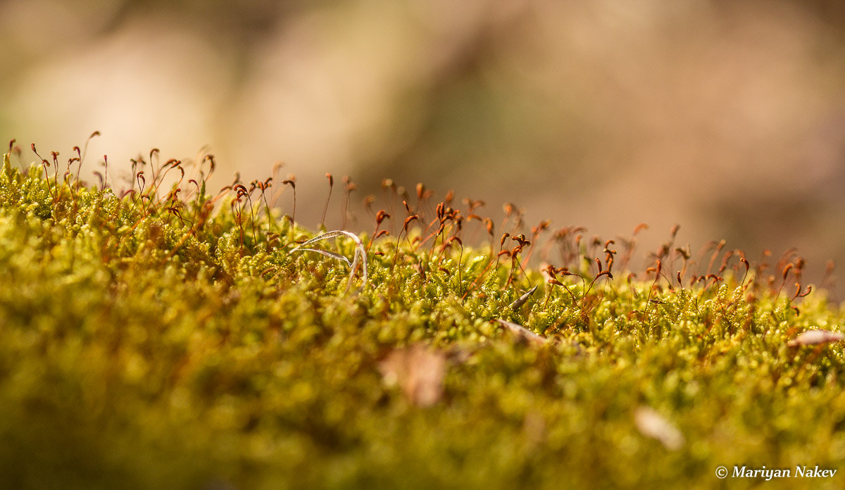 Canon EOS 60D + Sigma 105mm F2.8 EX DG OS HSM sample photo. Img photography