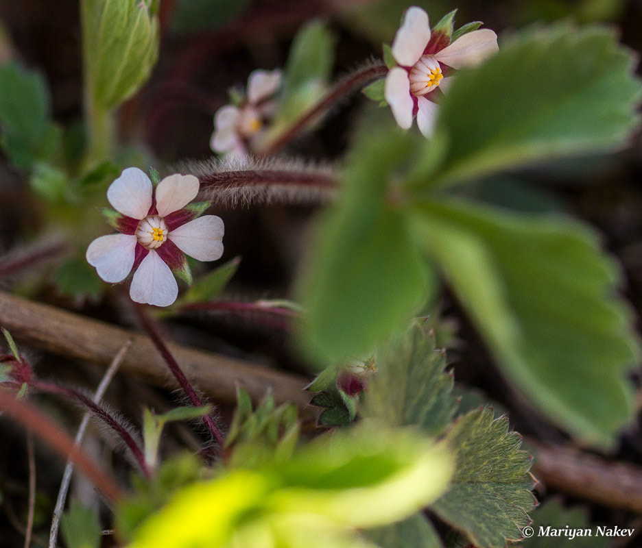 Canon EOS 60D + Sigma 105mm F2.8 EX DG OS HSM sample photo. Img photography