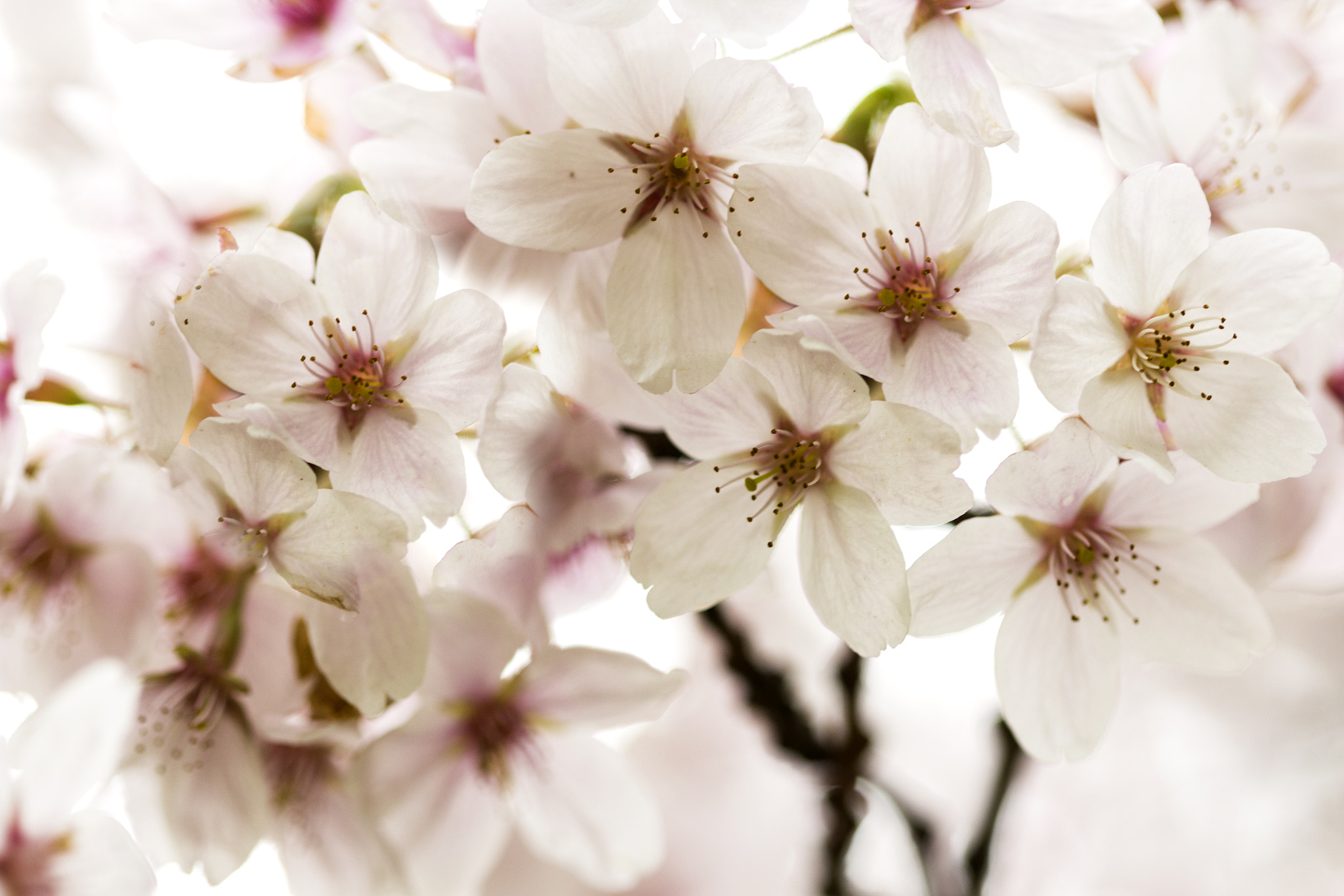 Canon EF 100mm F2.8 Macro USM sample photo. Pink blossom photography