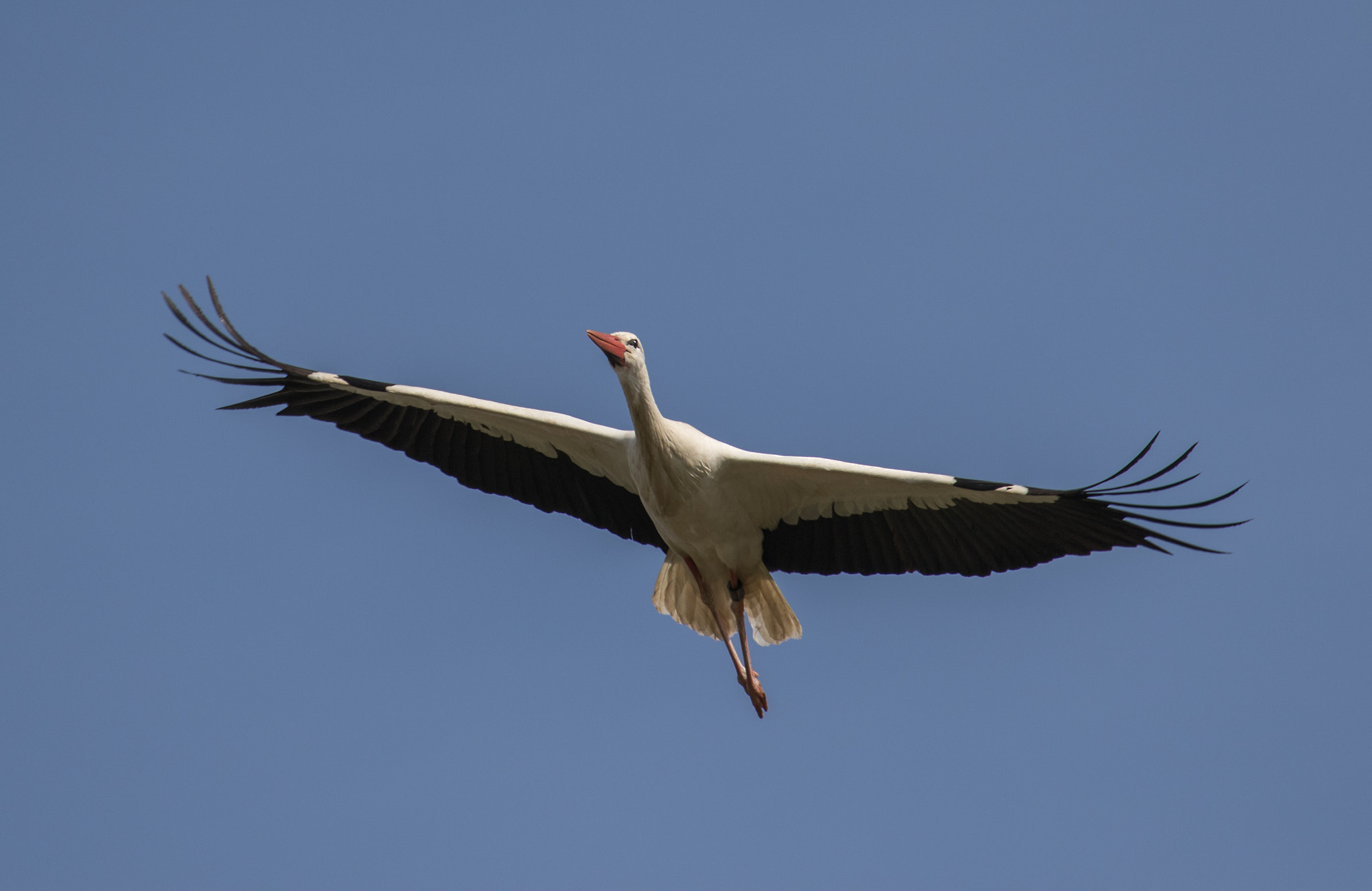 Canon EF 70-300mm F4-5.6L IS USM sample photo. Fly photography