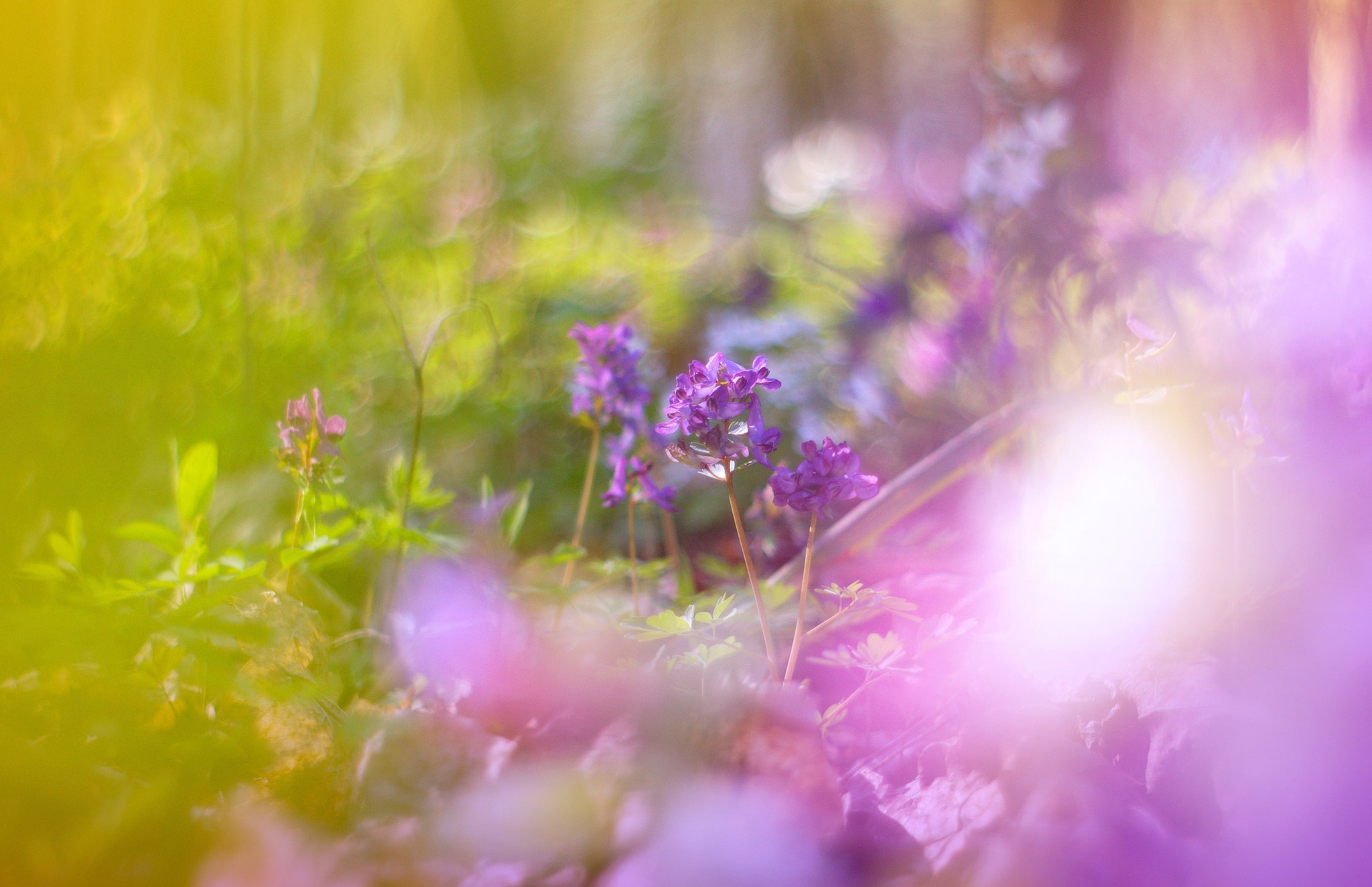Canon EF 35-80mm f/4-5.6 sample photo. Spring forest photography