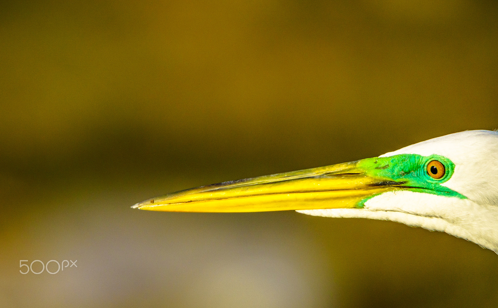 Tamron SP 150-600mm F5-6.3 Di VC USD sample photo. Great egret photography