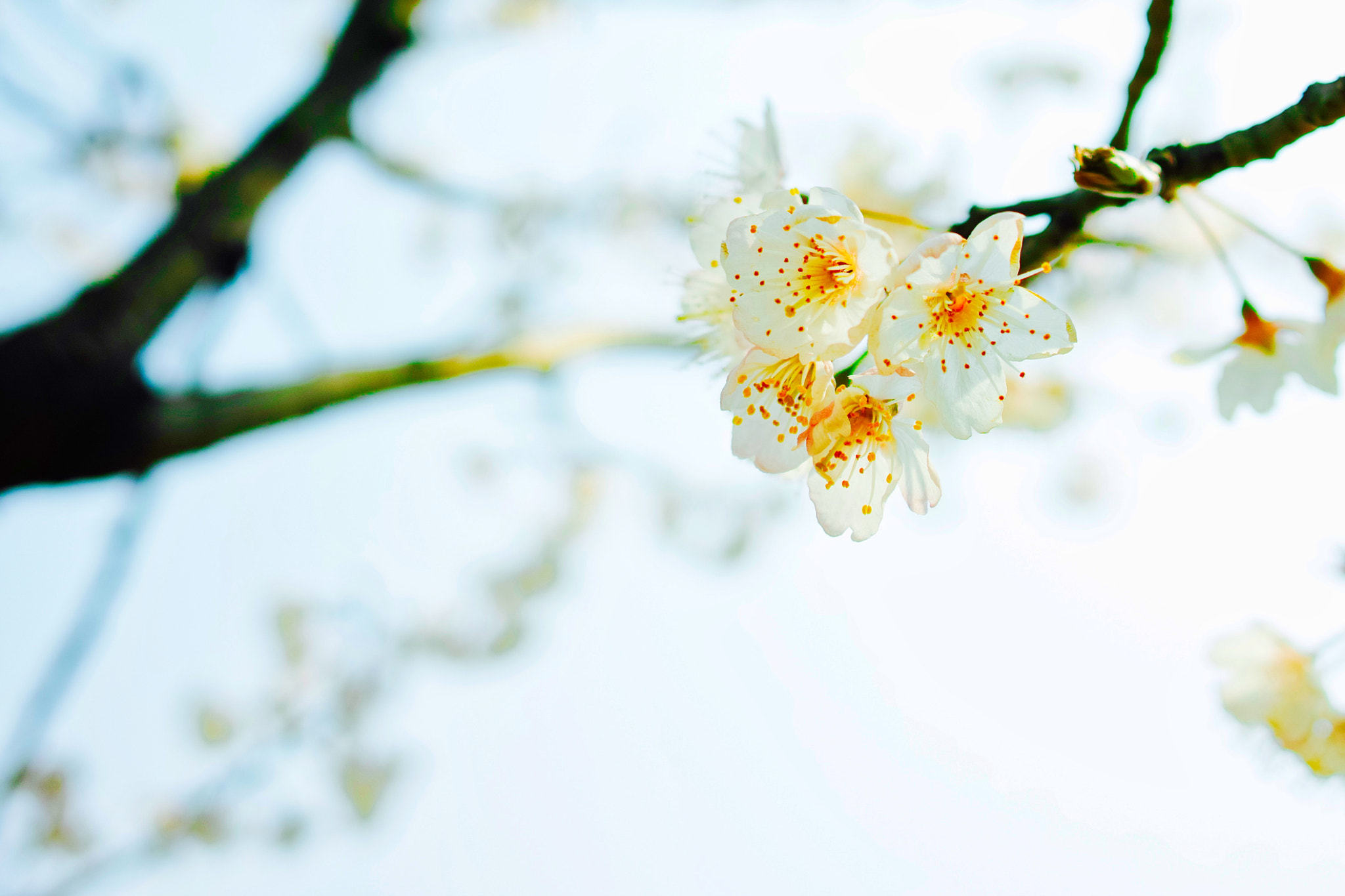 Sigma dp1 Quattro sample photo. The whisper of spring photography