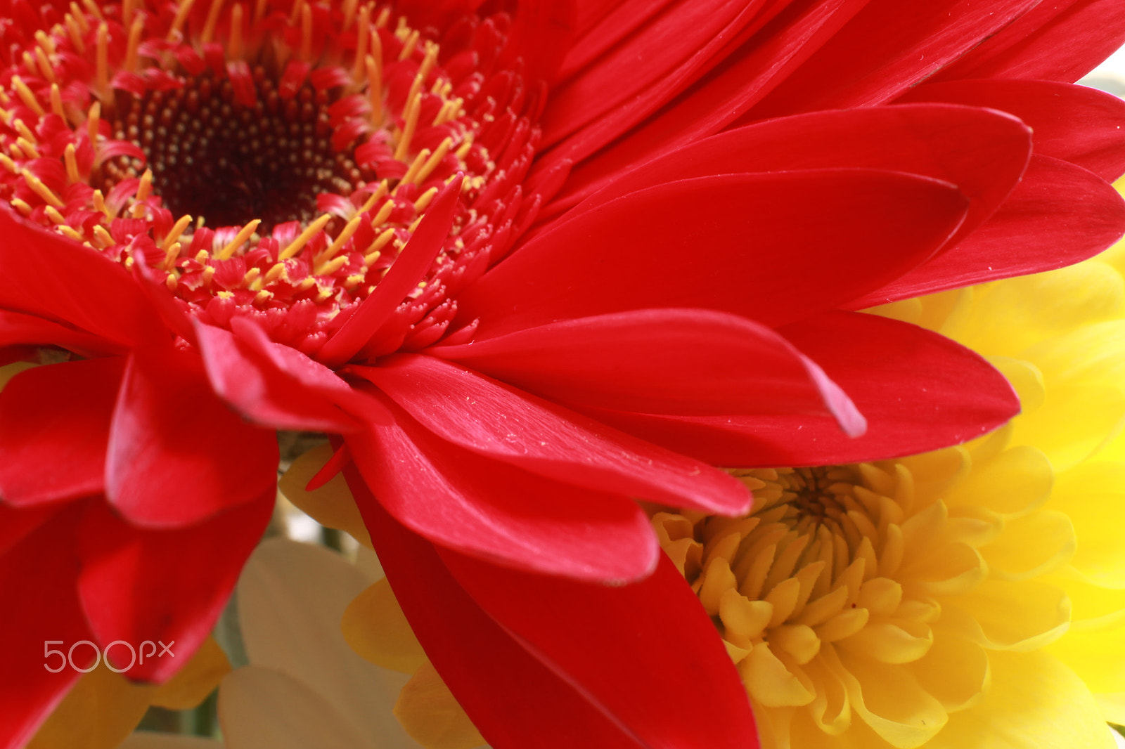 Canon EOS 600D (Rebel EOS T3i / EOS Kiss X5) sample photo. Img gerbera photography