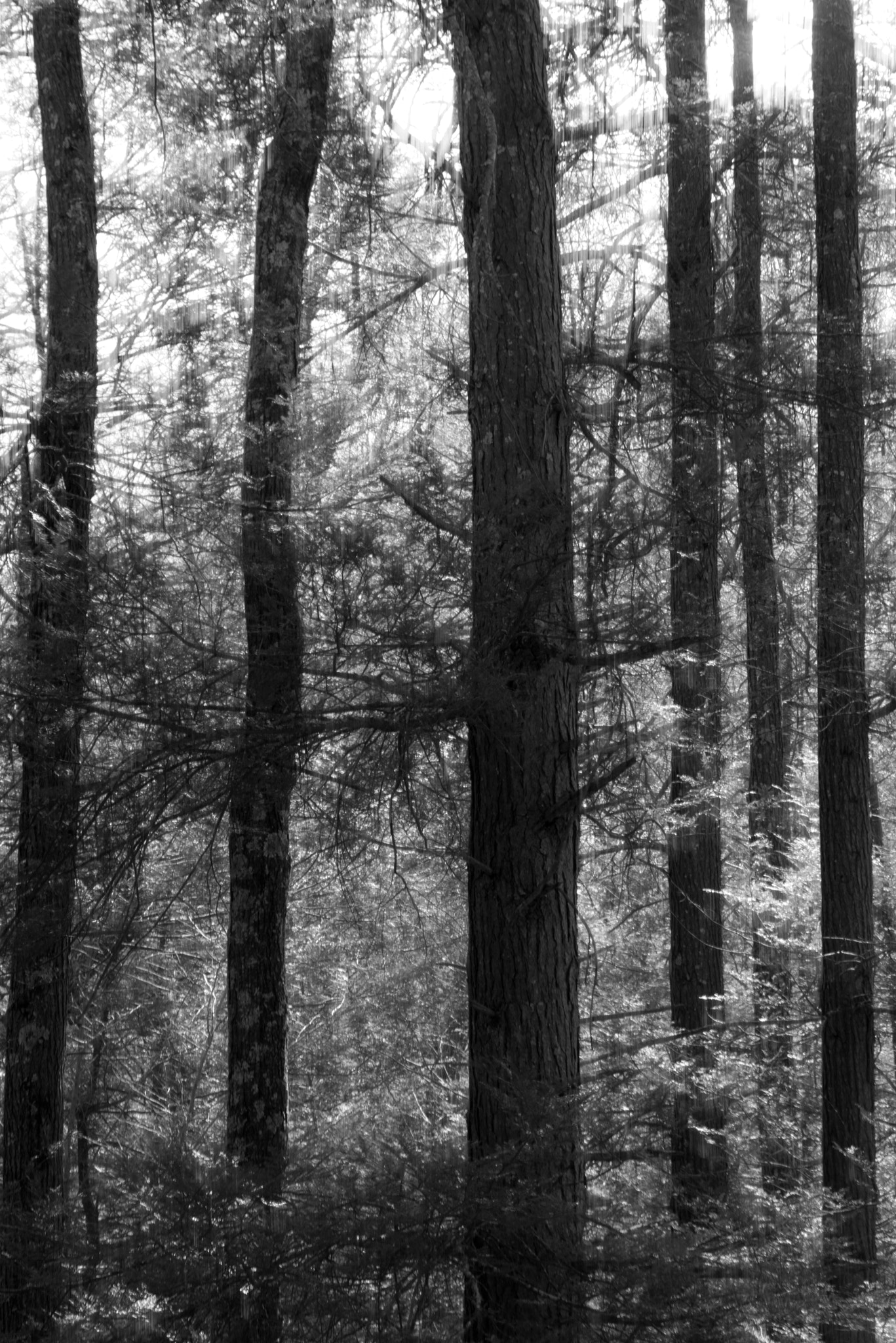 Pentax smc D-FA 100mm F2.8 Macro WR sample photo. Hemlock trees, redding, ct photography