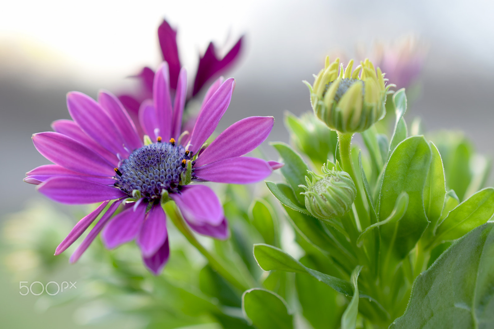 Nikon AF-S DX Micro Nikkor 40mm F2.8 sample photo. Purple daisy blooms photography