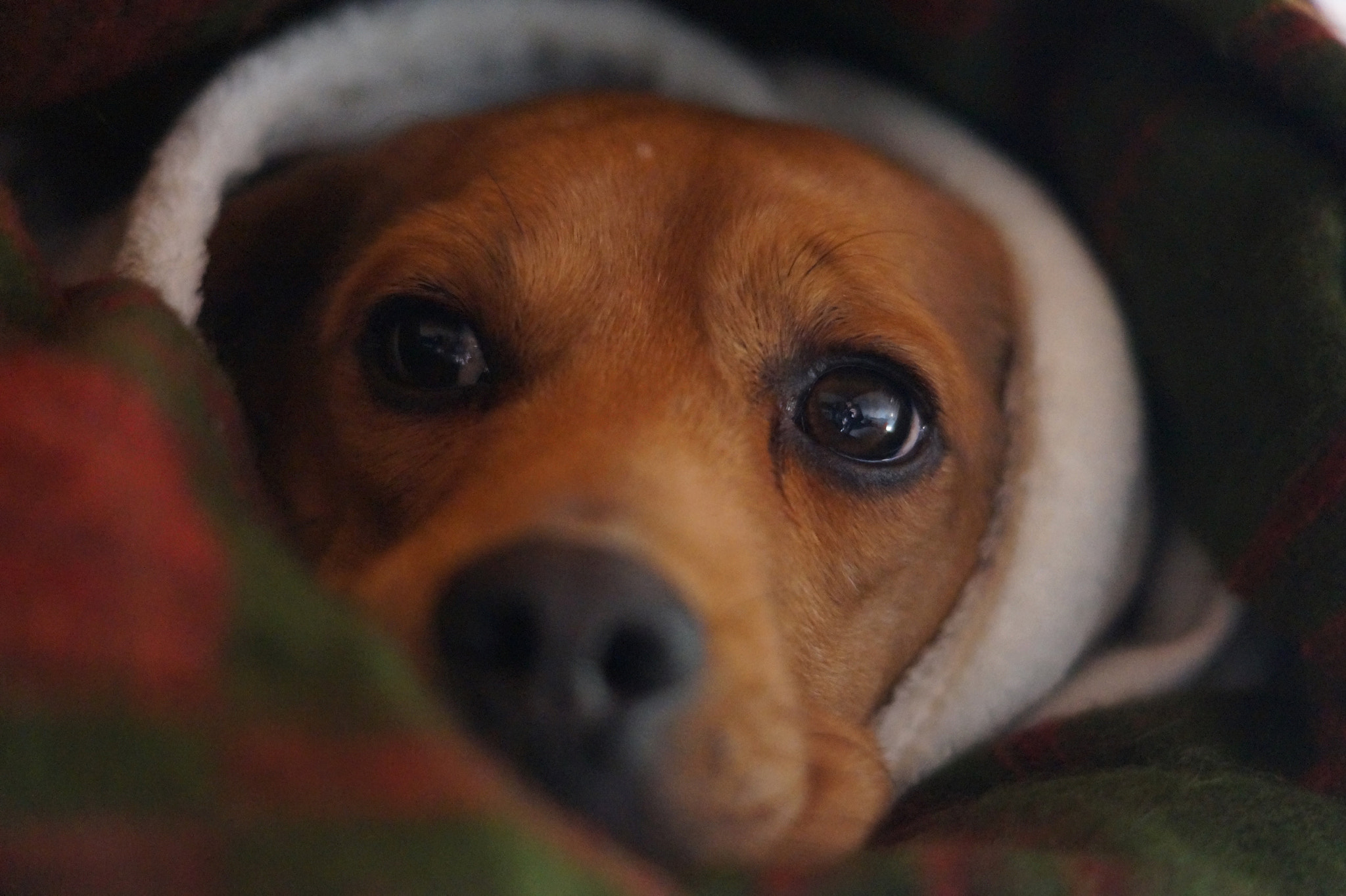 Sony SLT-A58 + Sony DT 50mm F1.8 SAM sample photo. Loving eyes photography
