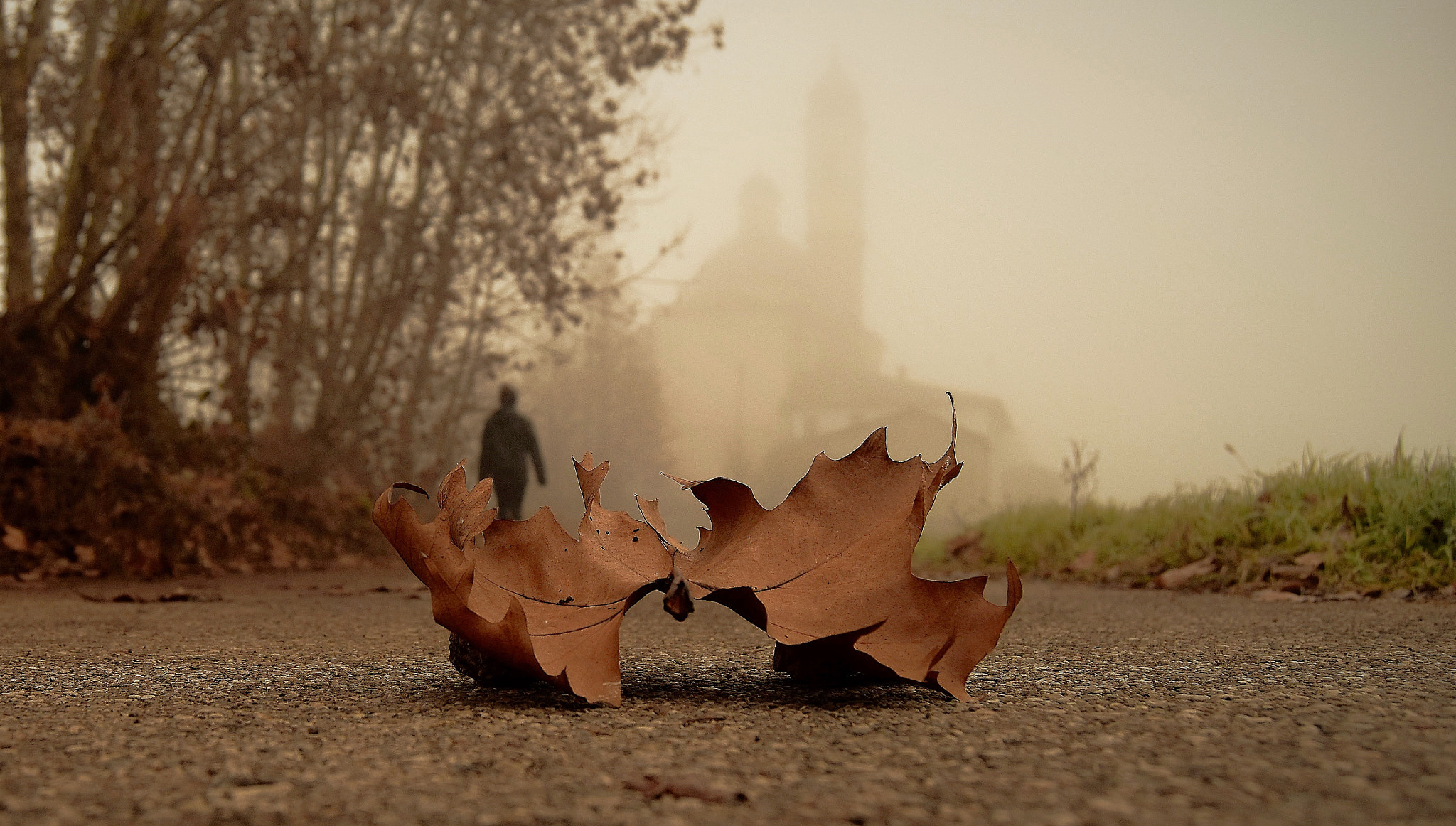 Nikon D5500 sample photo. Leaf photography