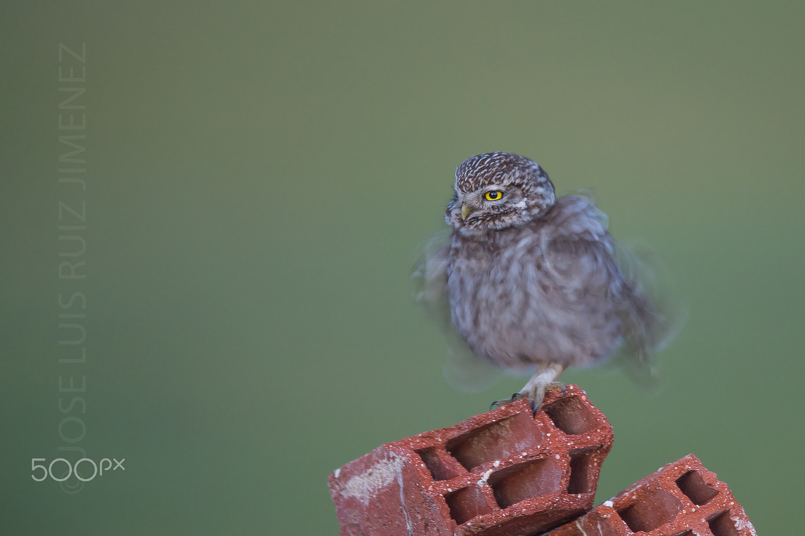 Nikon AF-S Nikkor 400mm F2.8D ED-IF II sample photo. Little owl photography