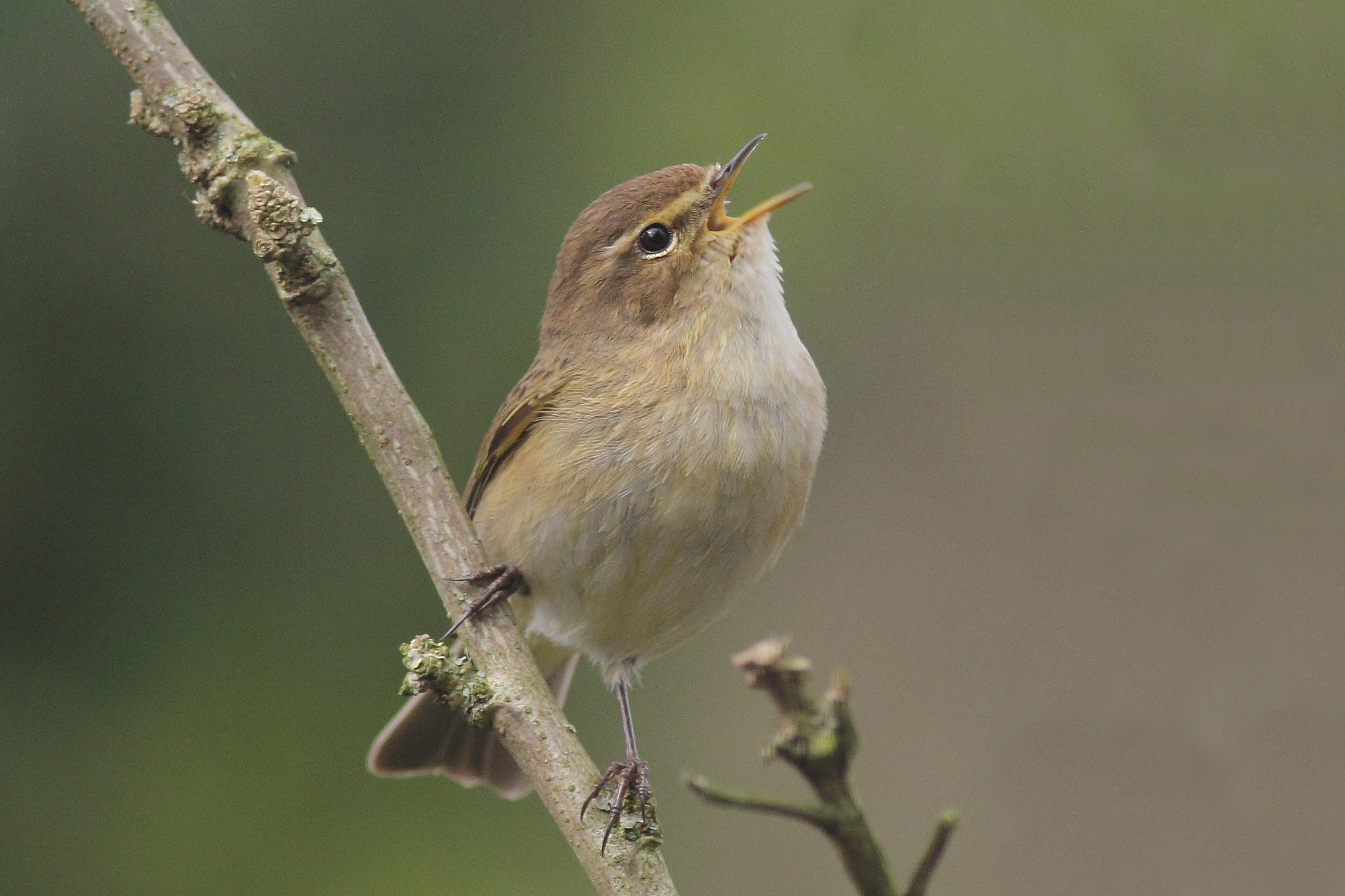 Canon EOS 60D + Canon EF 400mm F5.6L USM sample photo. Chiffchaff photography