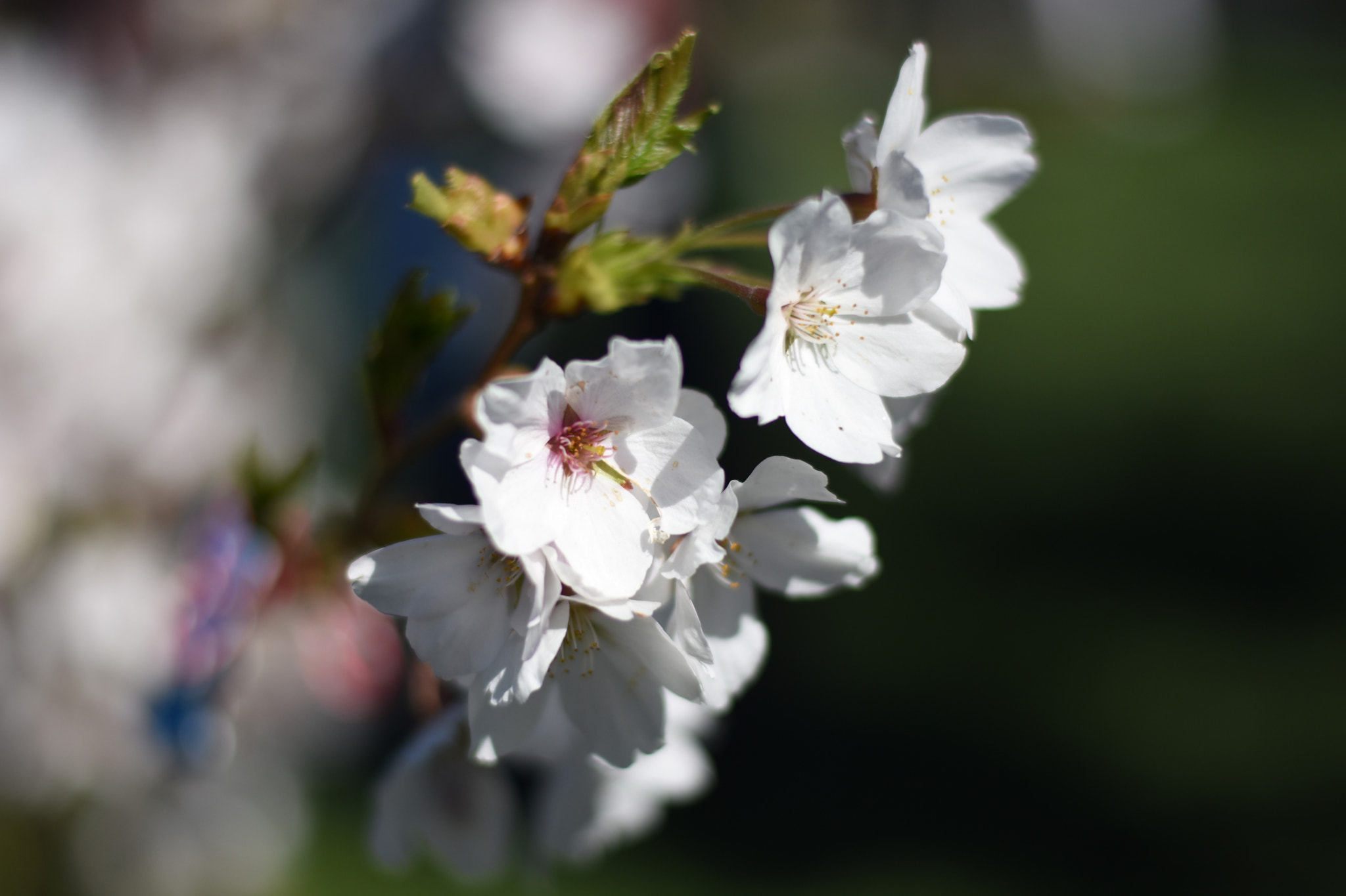 Nikon D7200 + Nikon AF-S Nikkor 50mm F1.8G sample photo. Sakura in sofia photography