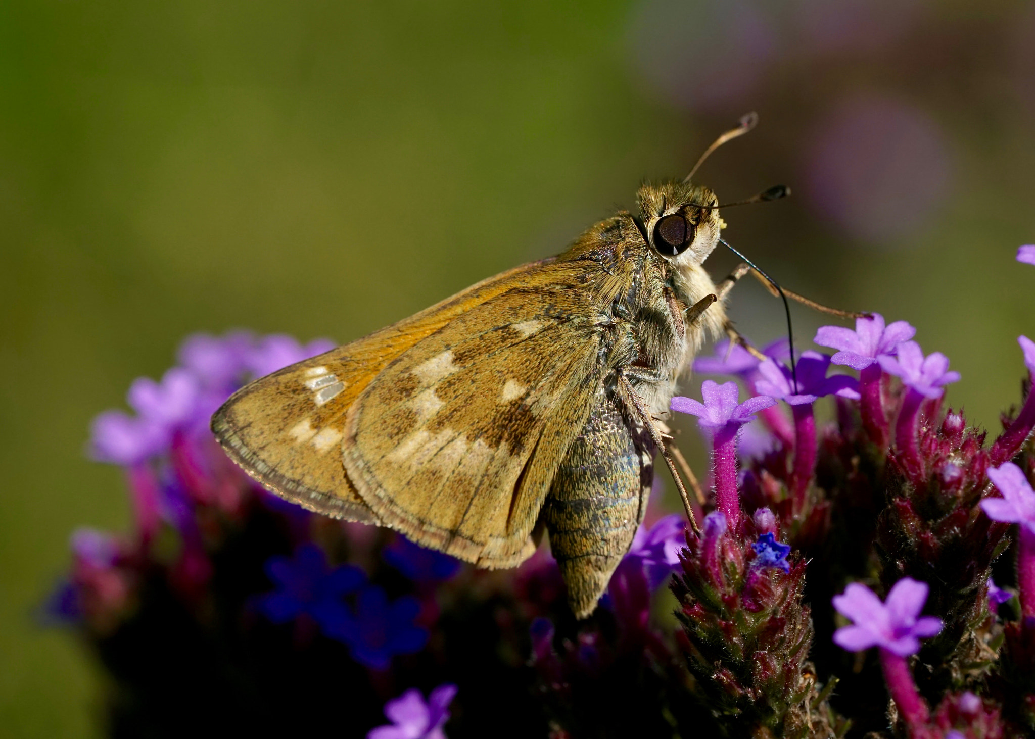 Sony FE 90mm F2.8 Macro G OSS sample photo. Sachem skipper photography