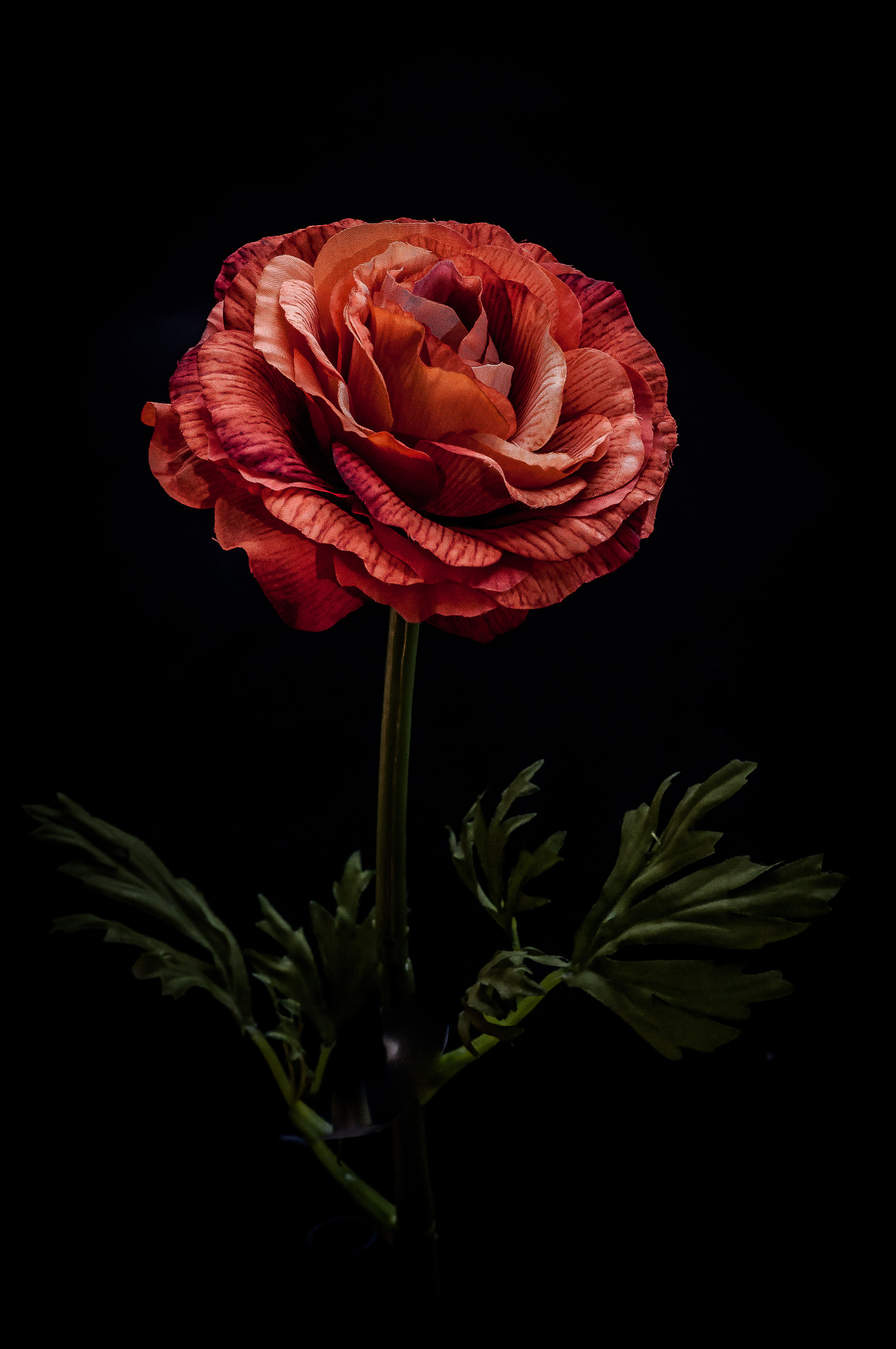 Nikon D5000 sample photo. A lonely rose photography