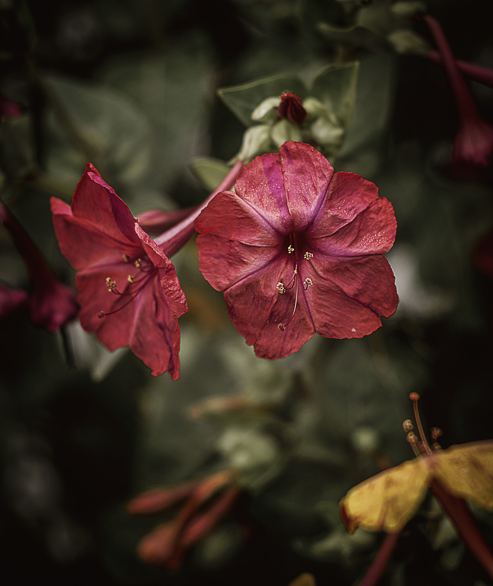 Nikon D5200 + Nikon AF Nikkor 50mm F1.8D sample photo. Trumpets. photography