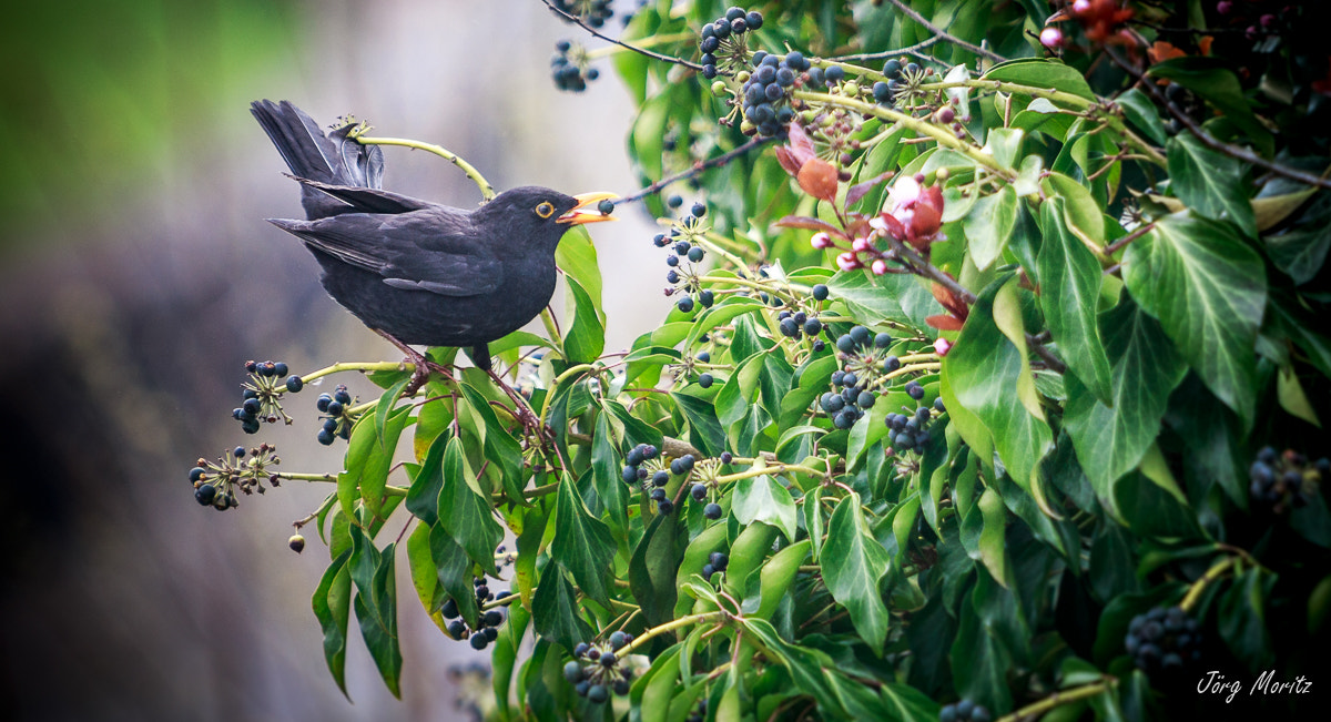 Canon EOS 6D sample photo. Amsel - turdus merula photography