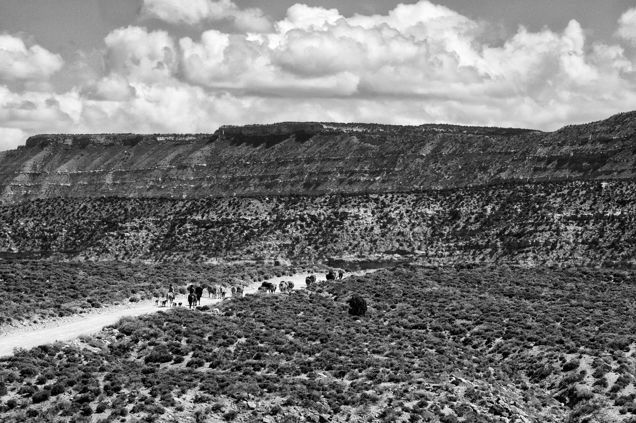 Fujifilm XF 55-200mm F3.5-4.8 R LM OIS sample photo. Cowboy wranglers cattle drive desert southwest photography