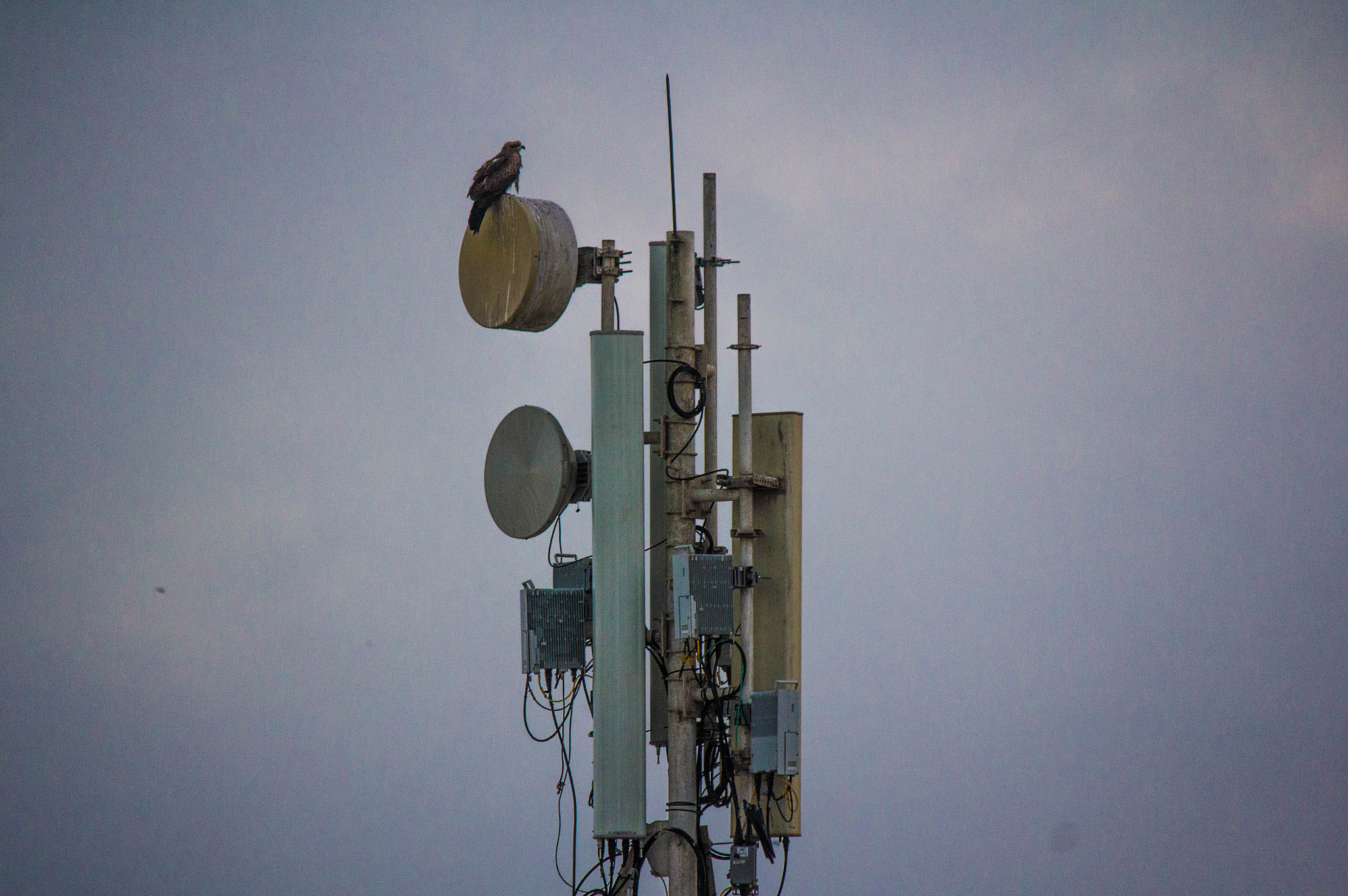 Canon EF-S 55-250mm F4-5.6 IS II sample photo. Waiting for the signal photography