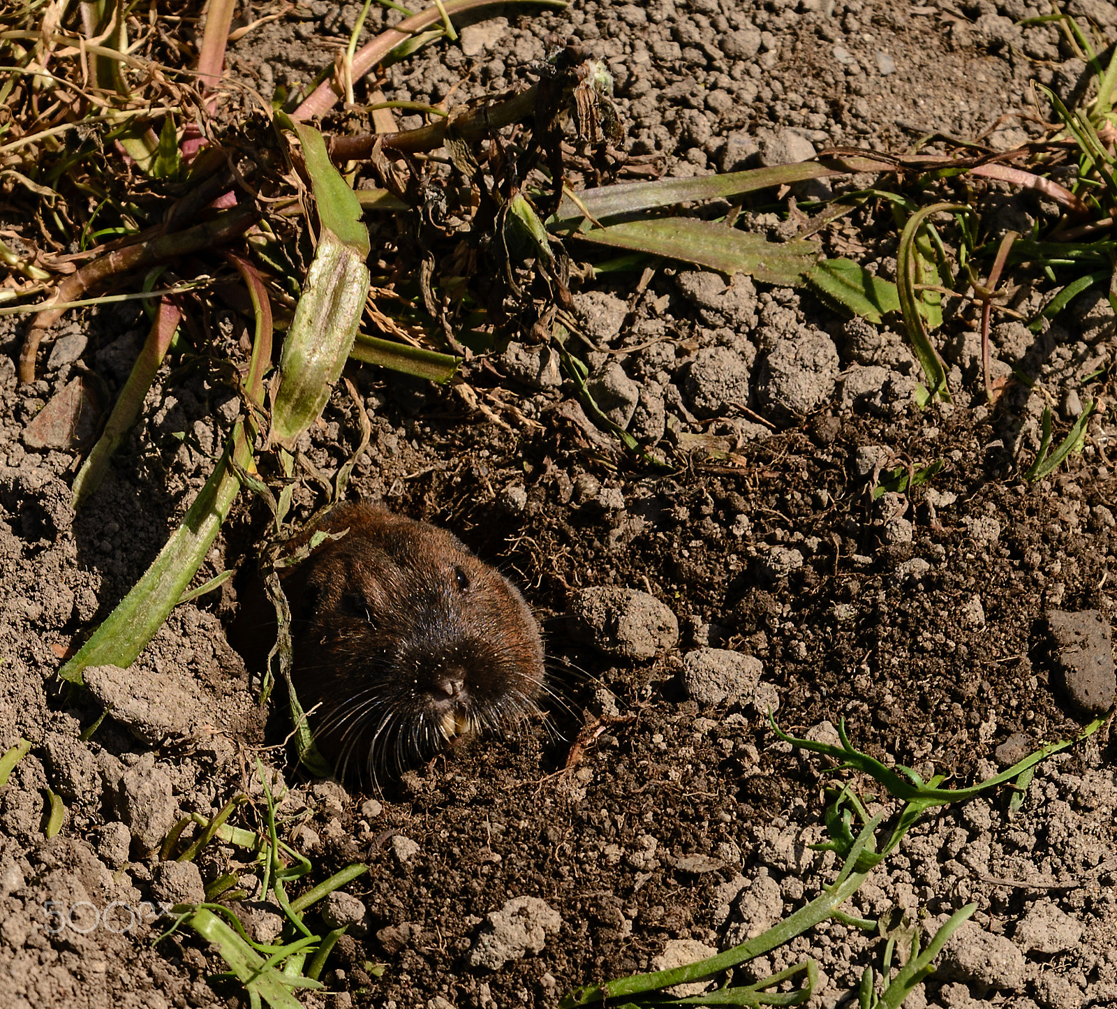 Nikon D610 sample photo. Making a mountain out of a molehill photography