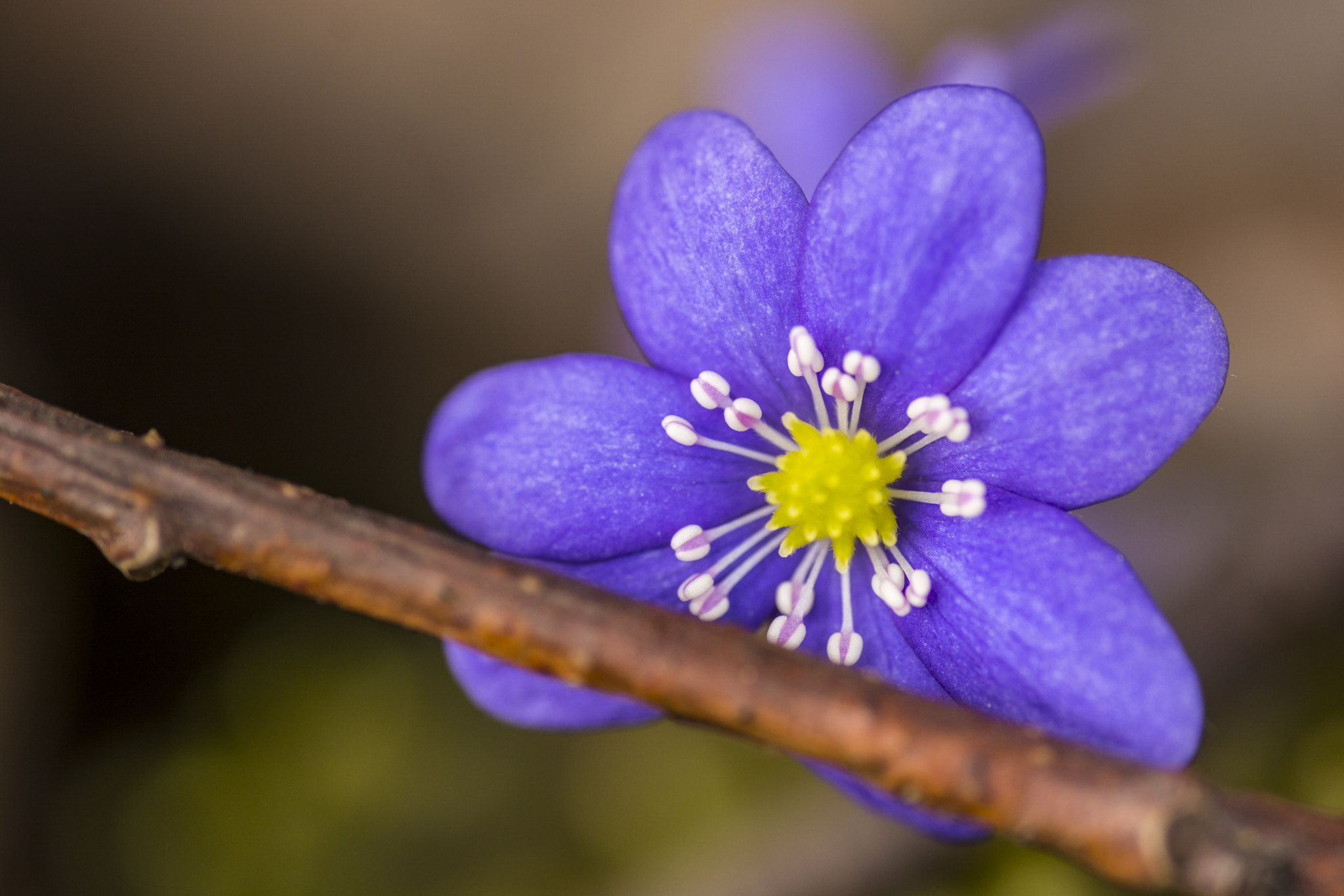 Nikon D7100 sample photo. Hepatica photography