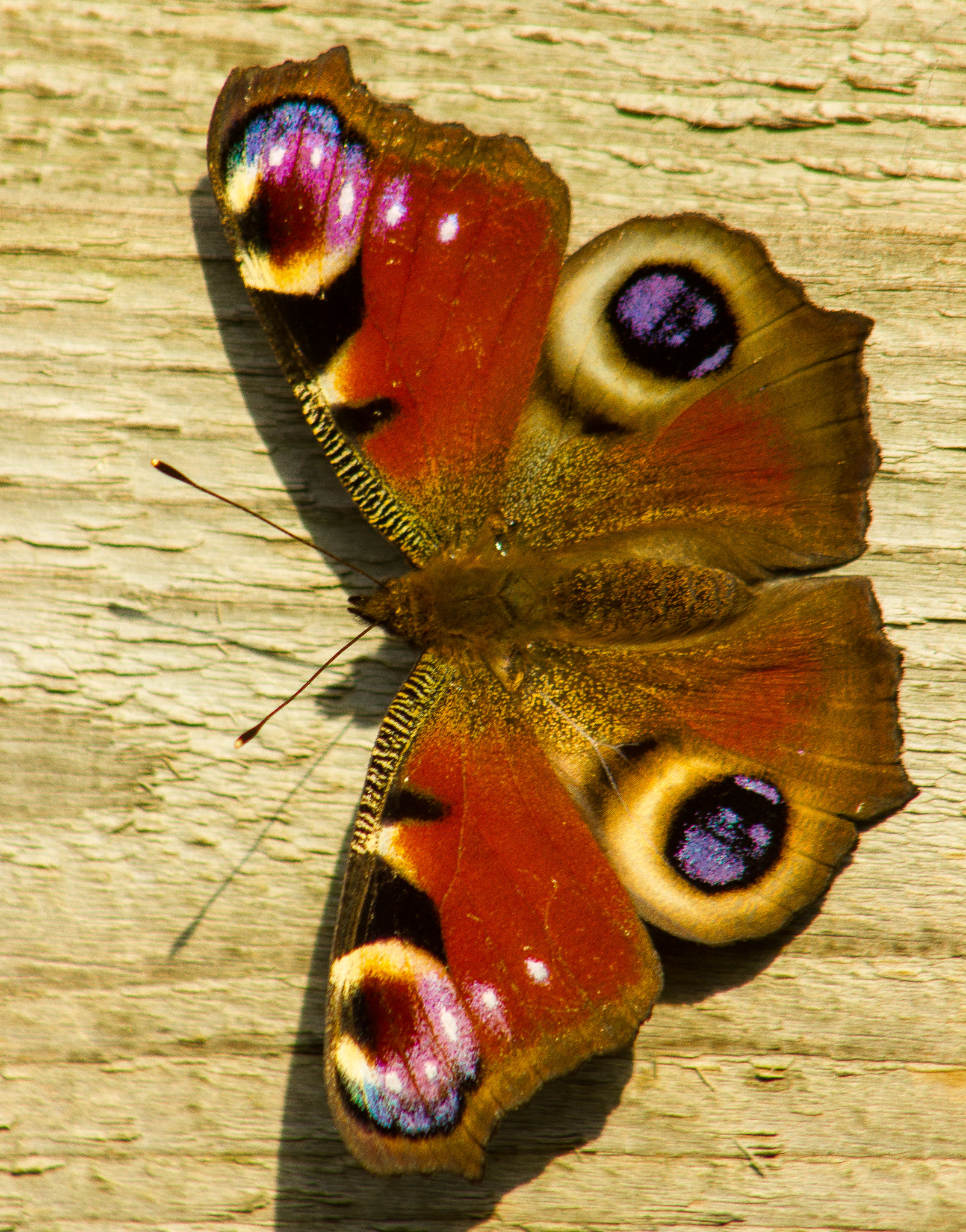 Canon EOS 550D (EOS Rebel T2i / EOS Kiss X4) sample photo. Peacock butterfly (inachis io) photography